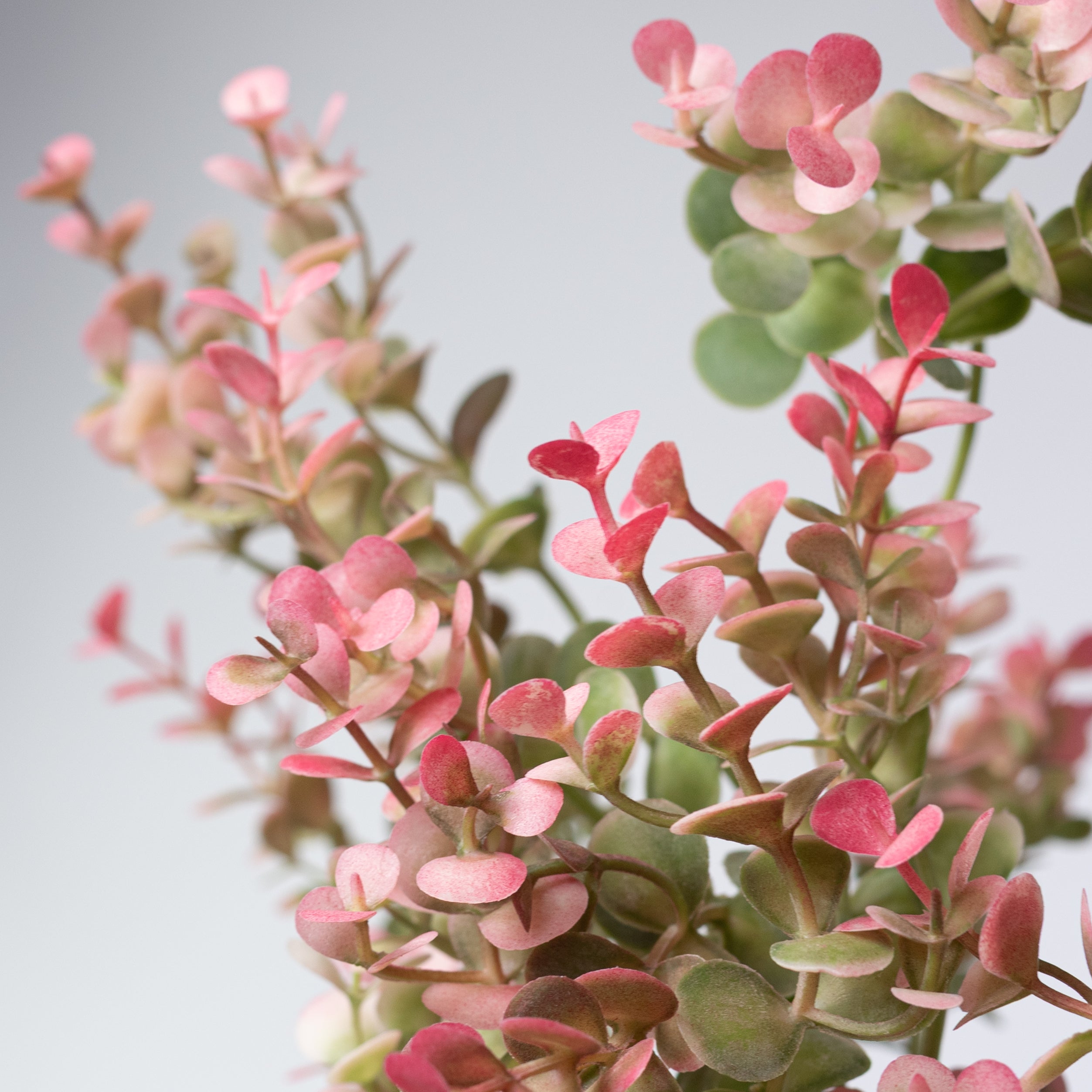 17" Plastic Eucalyptus Bush: Pink