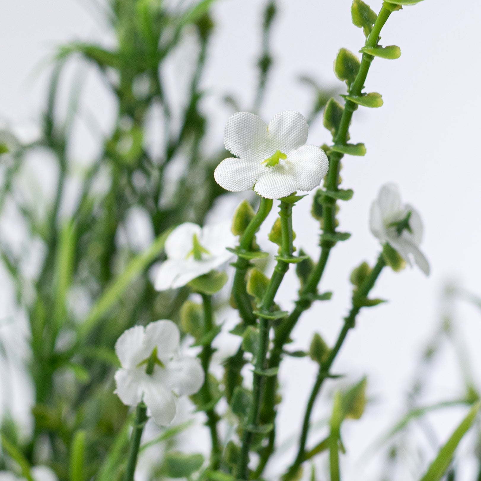 21" Mixed Forget-Me-Not Bush: Cream White