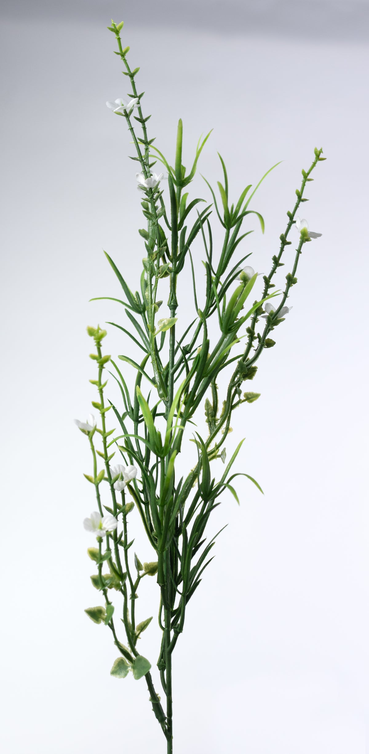 21" Mixed Forget-Me-Not Bush: Cream White