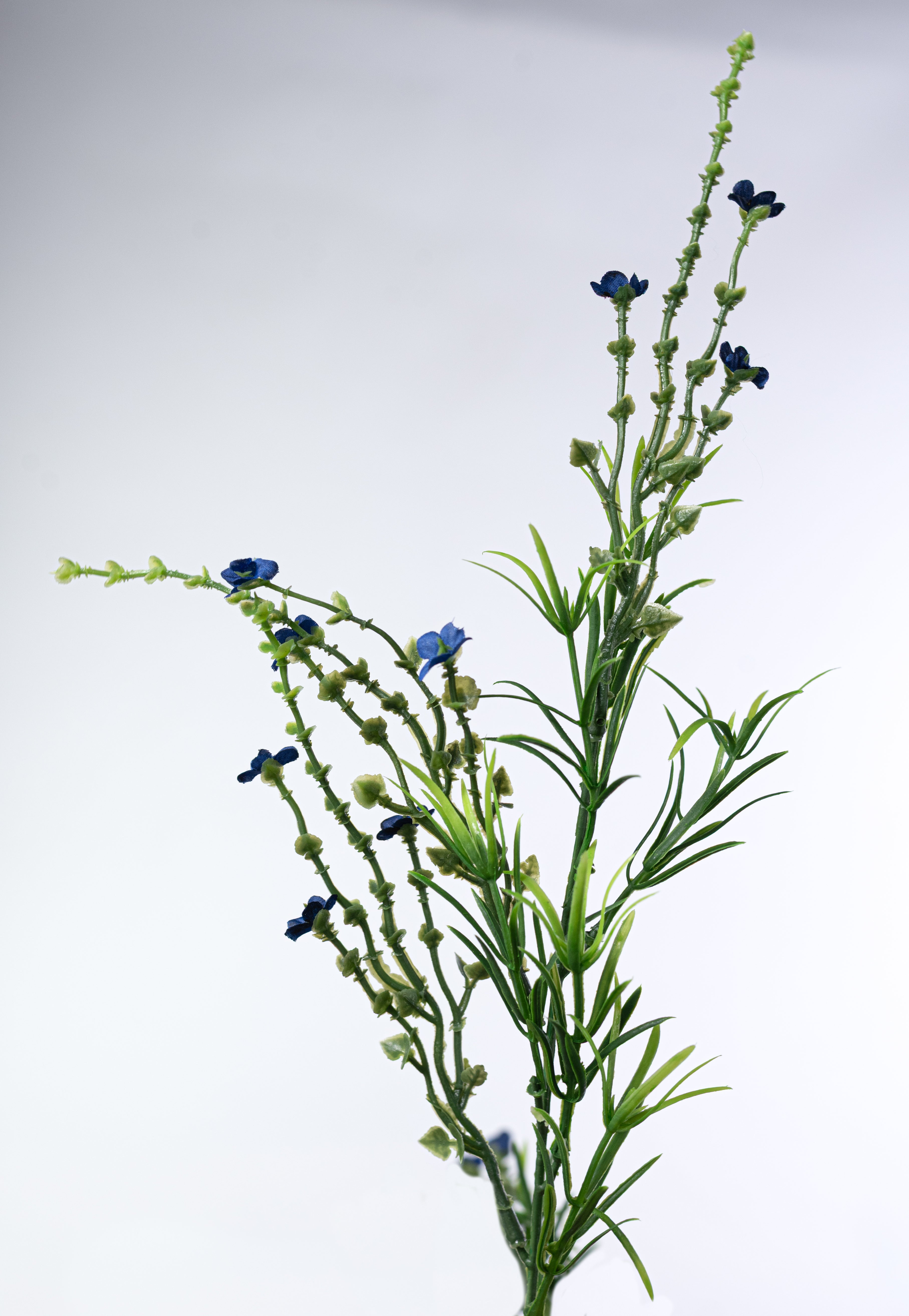 21" Mixed Forget-Me-Not Bush: Blue
