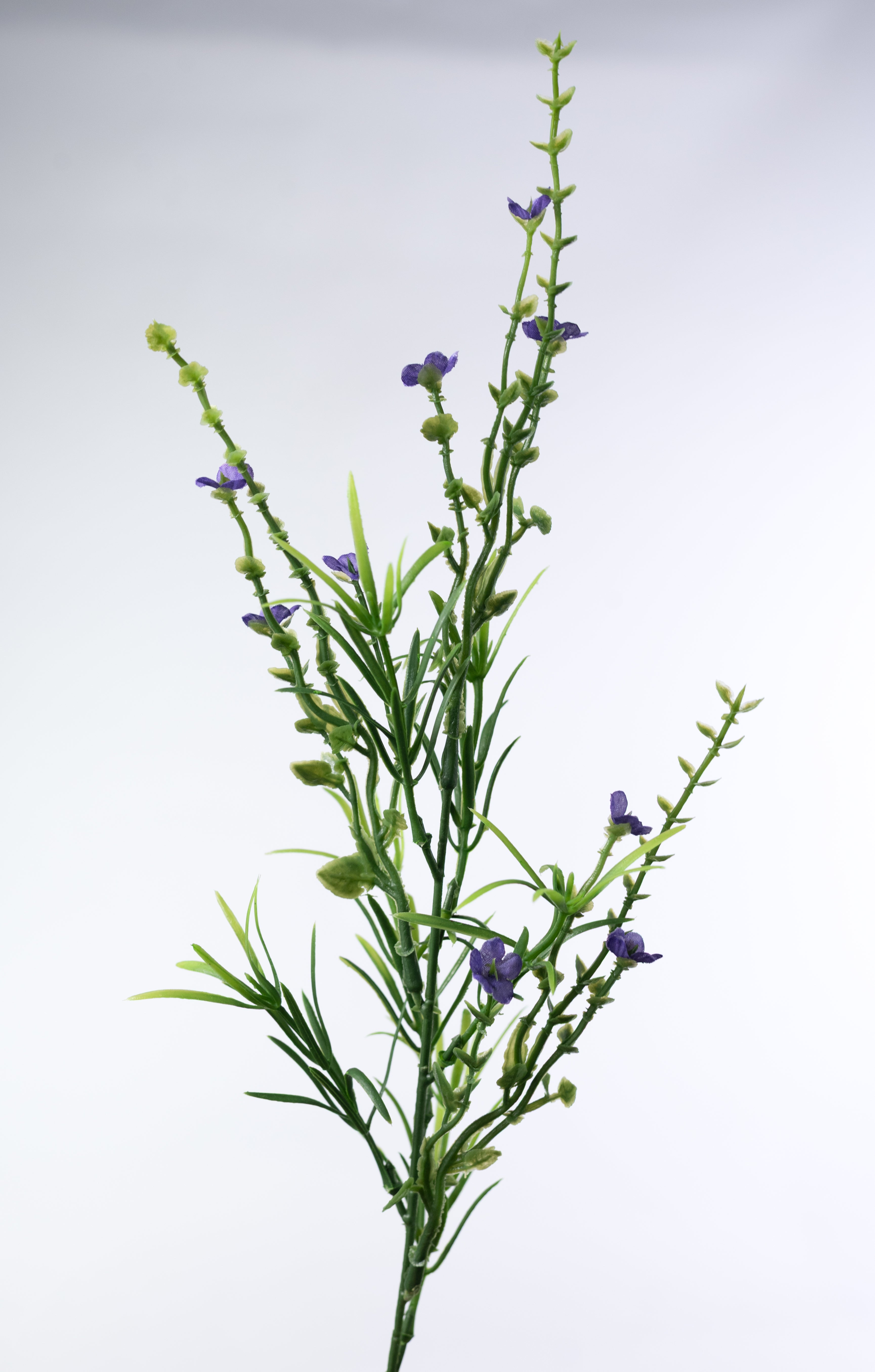 21" Mixed Forget-Me-Not Bush: Purple
