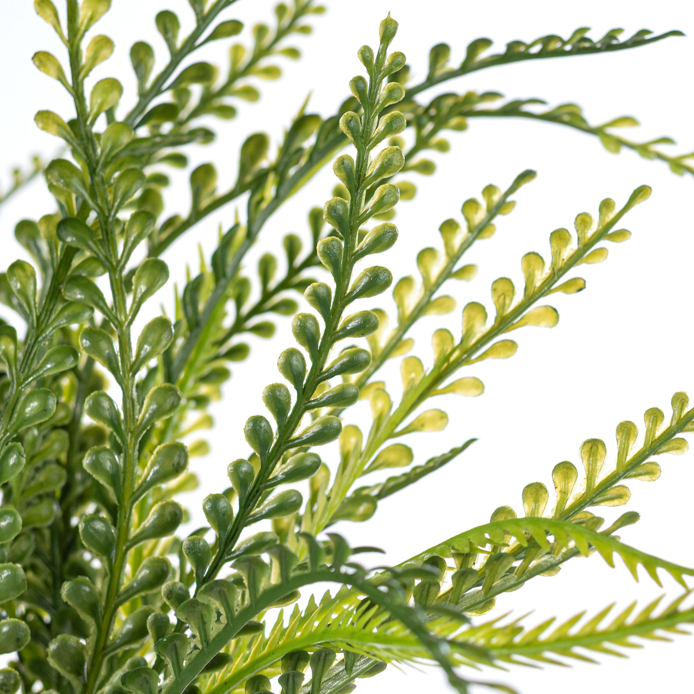 19" Button Fern Bush: Two Tone Green (7 Stem)