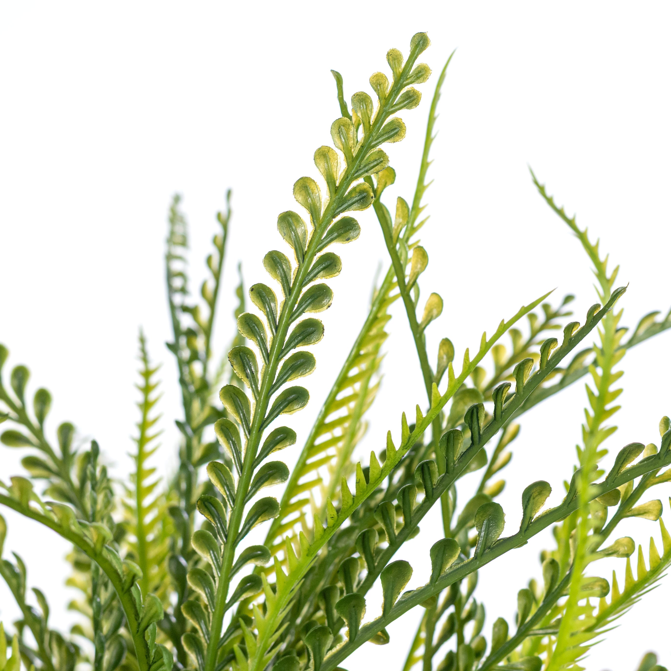 19" Button Fern Bush: Two Tone Green (7 Stem)