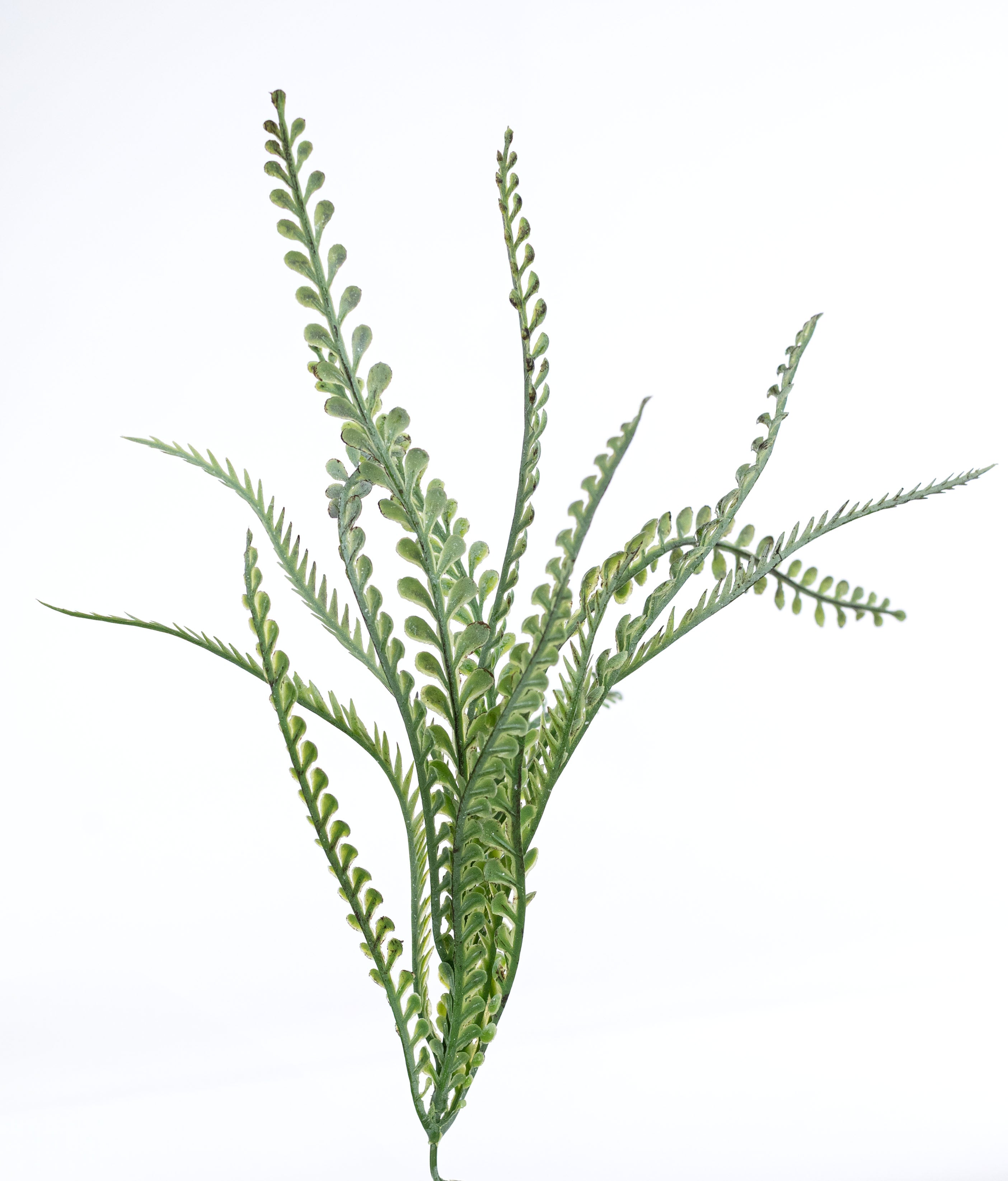 19" Button Fern Bush: Distressed Green (7 Stem)