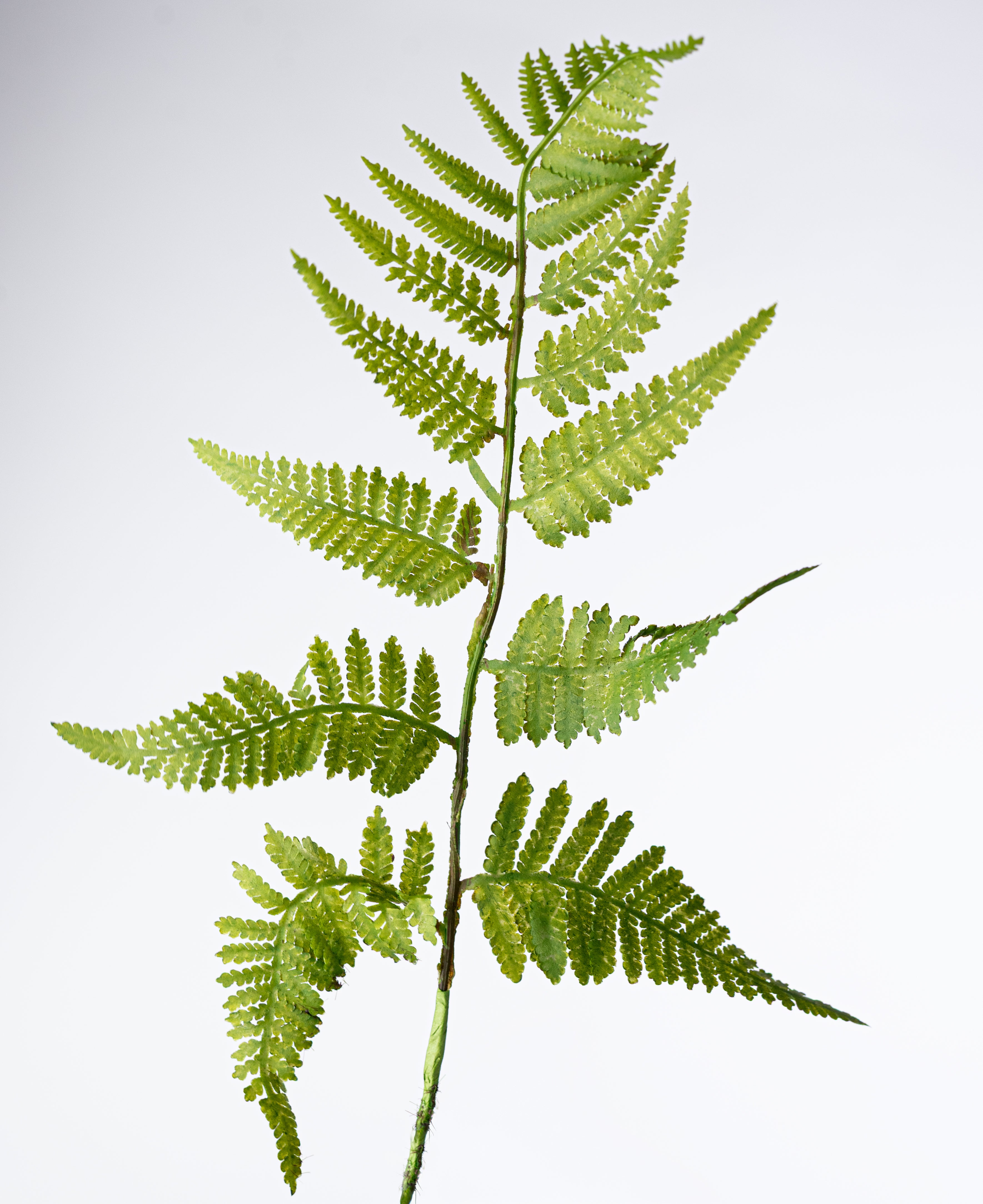 19" Artificial Fern & Frond Bush: Green