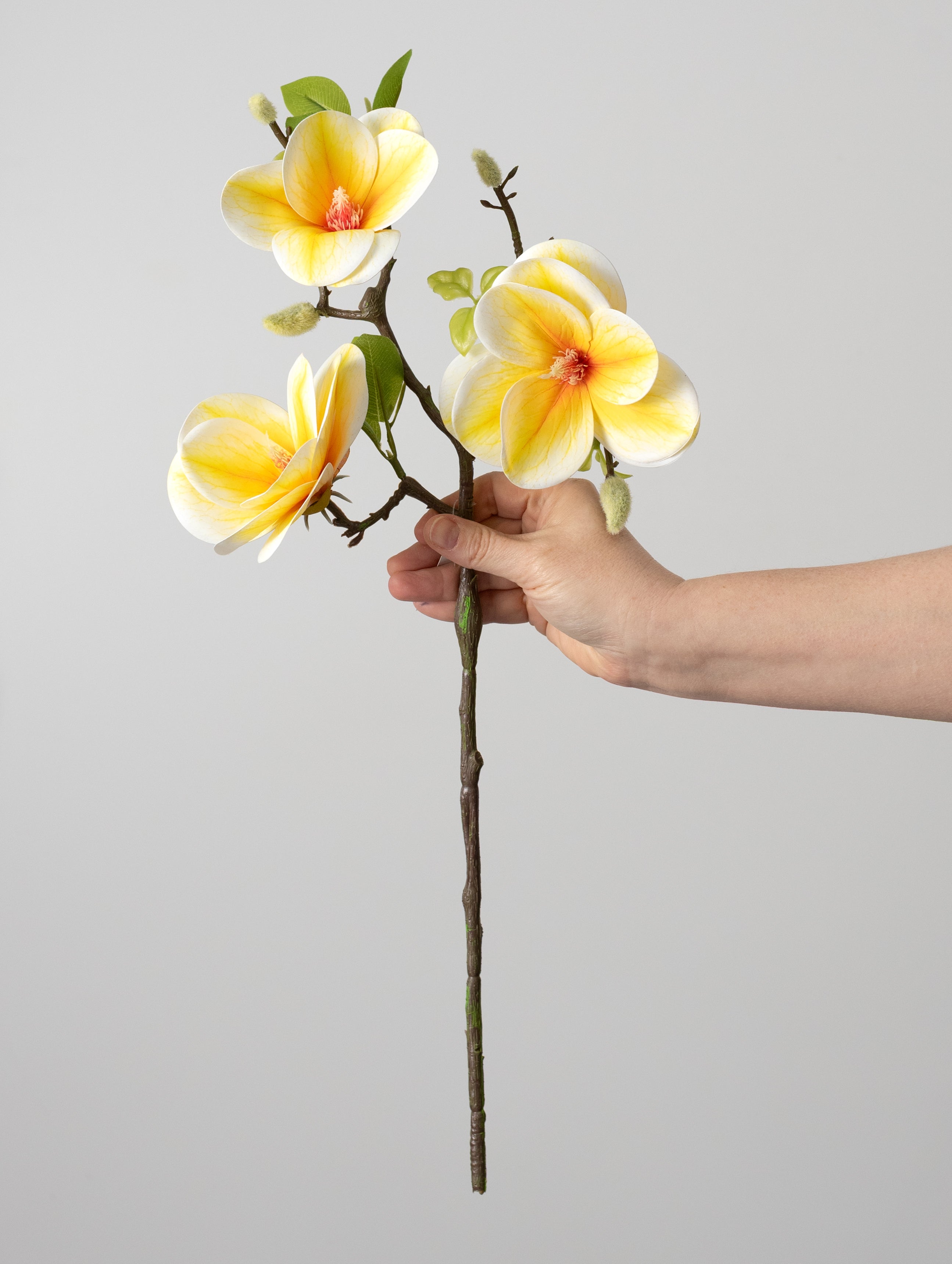21" Soft Touch Magnolias & Buds Spray: Cream & Yellow