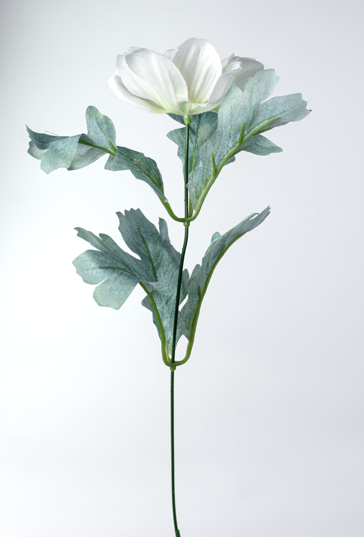 22" Cosmos Bush: Cream (12 Stem)