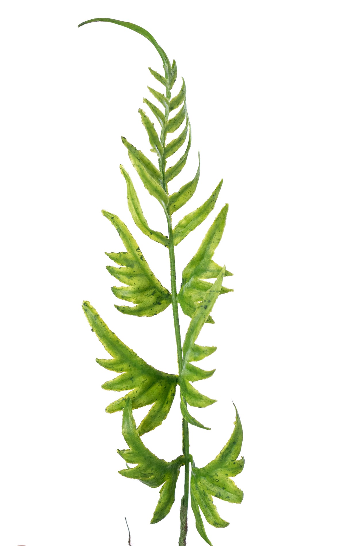 16" Plastic Fern & Fronds Bush: Spring Green