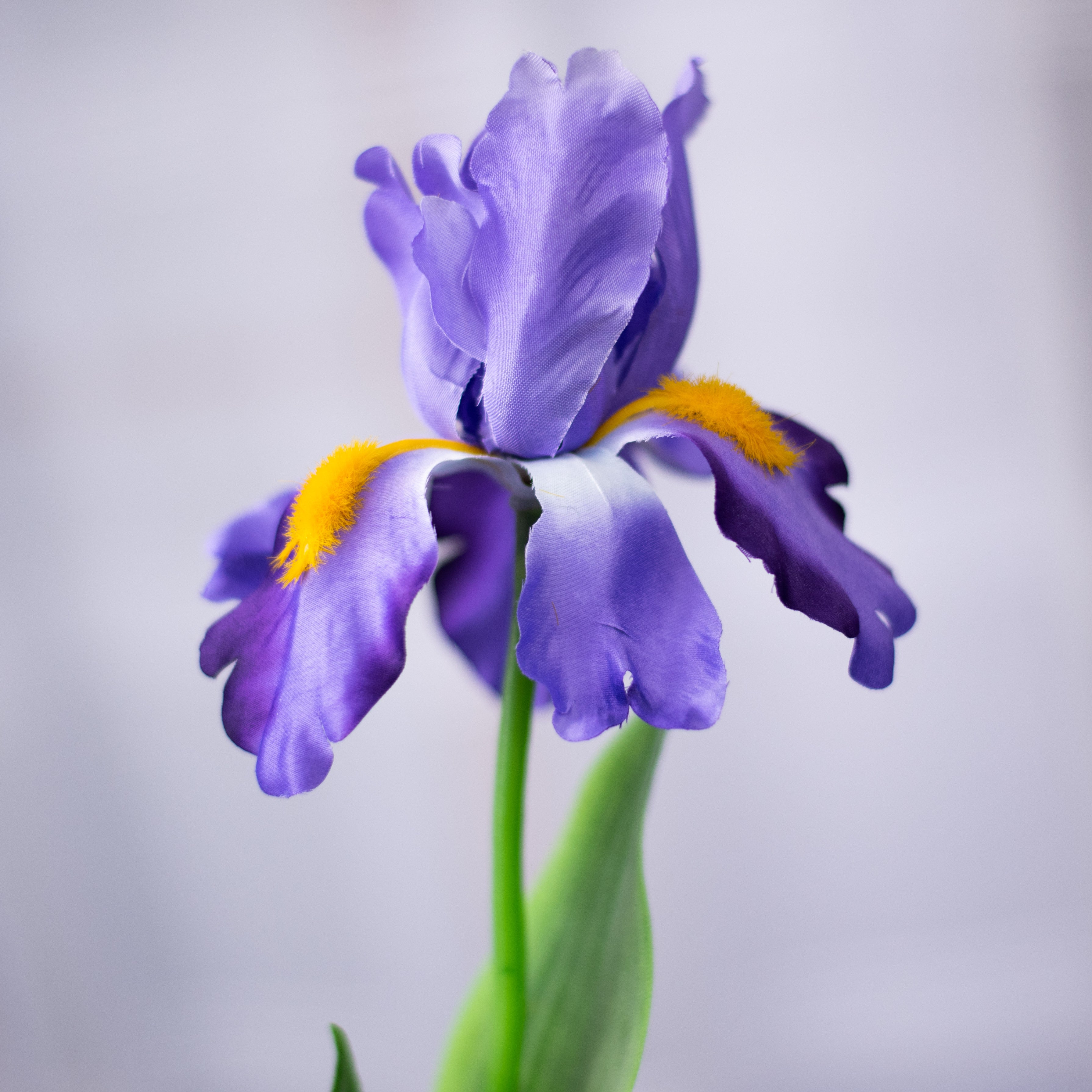25" Iris Bush detail photo 3