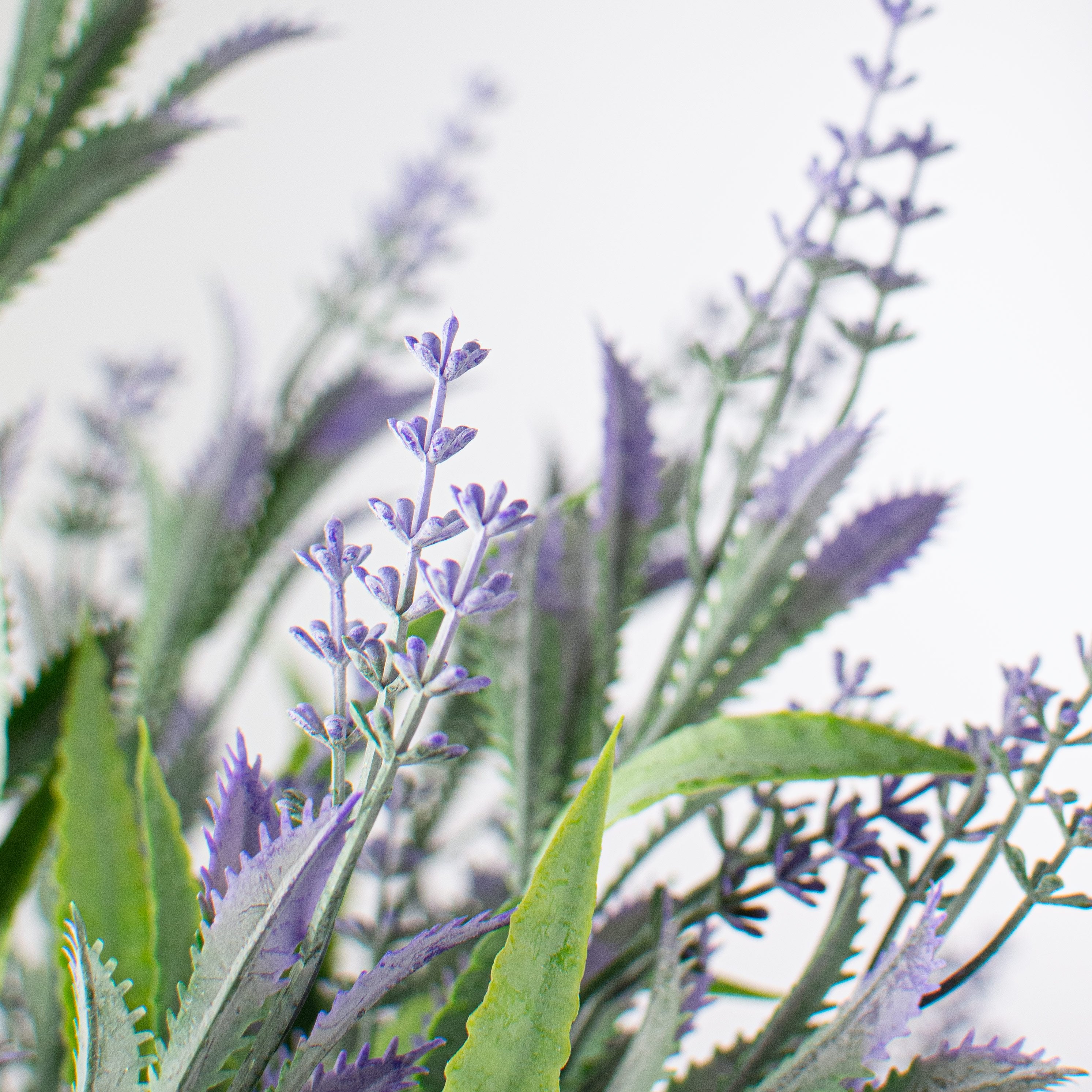 23" Lavender Bush Lifestyle Photo
