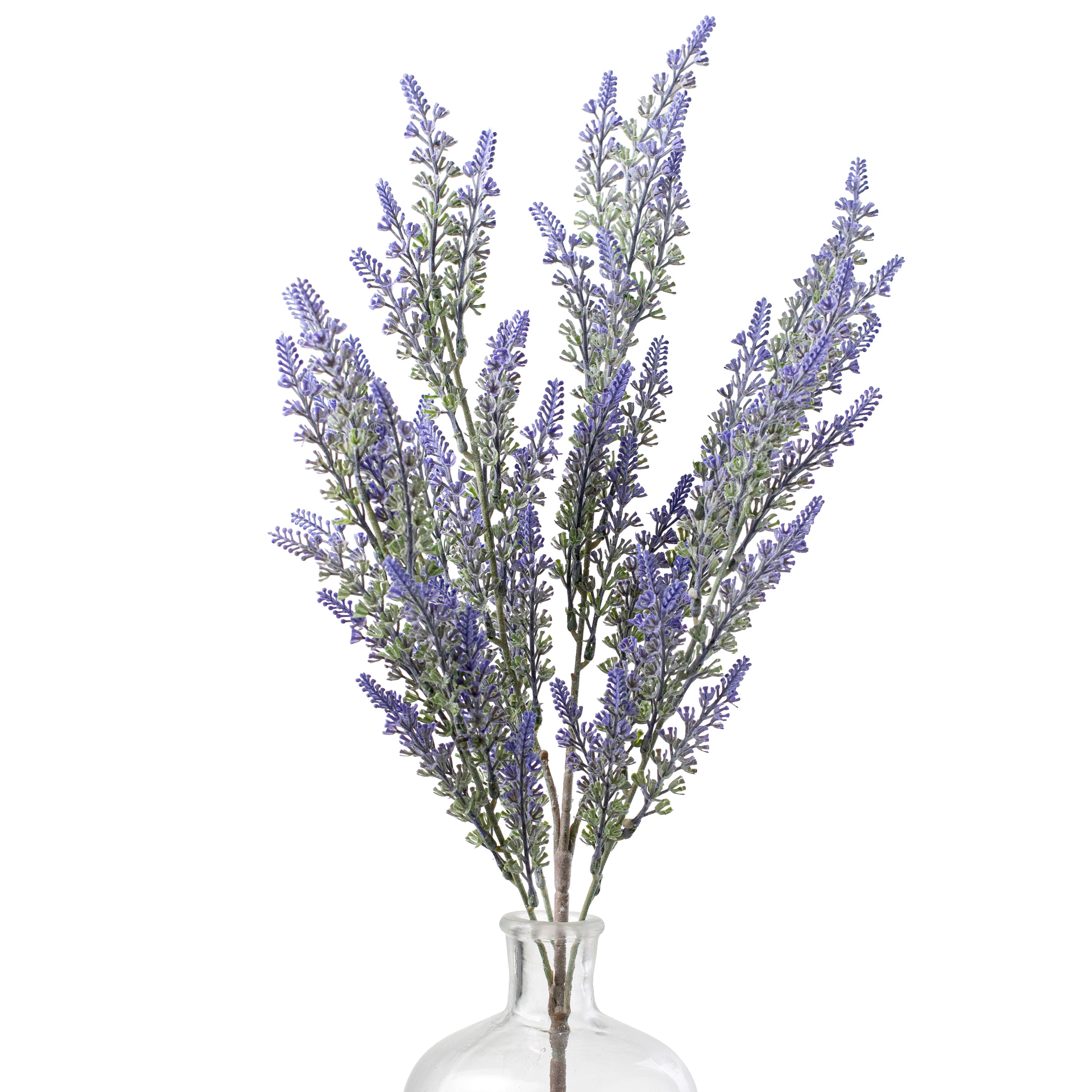 23 Lavender Bush