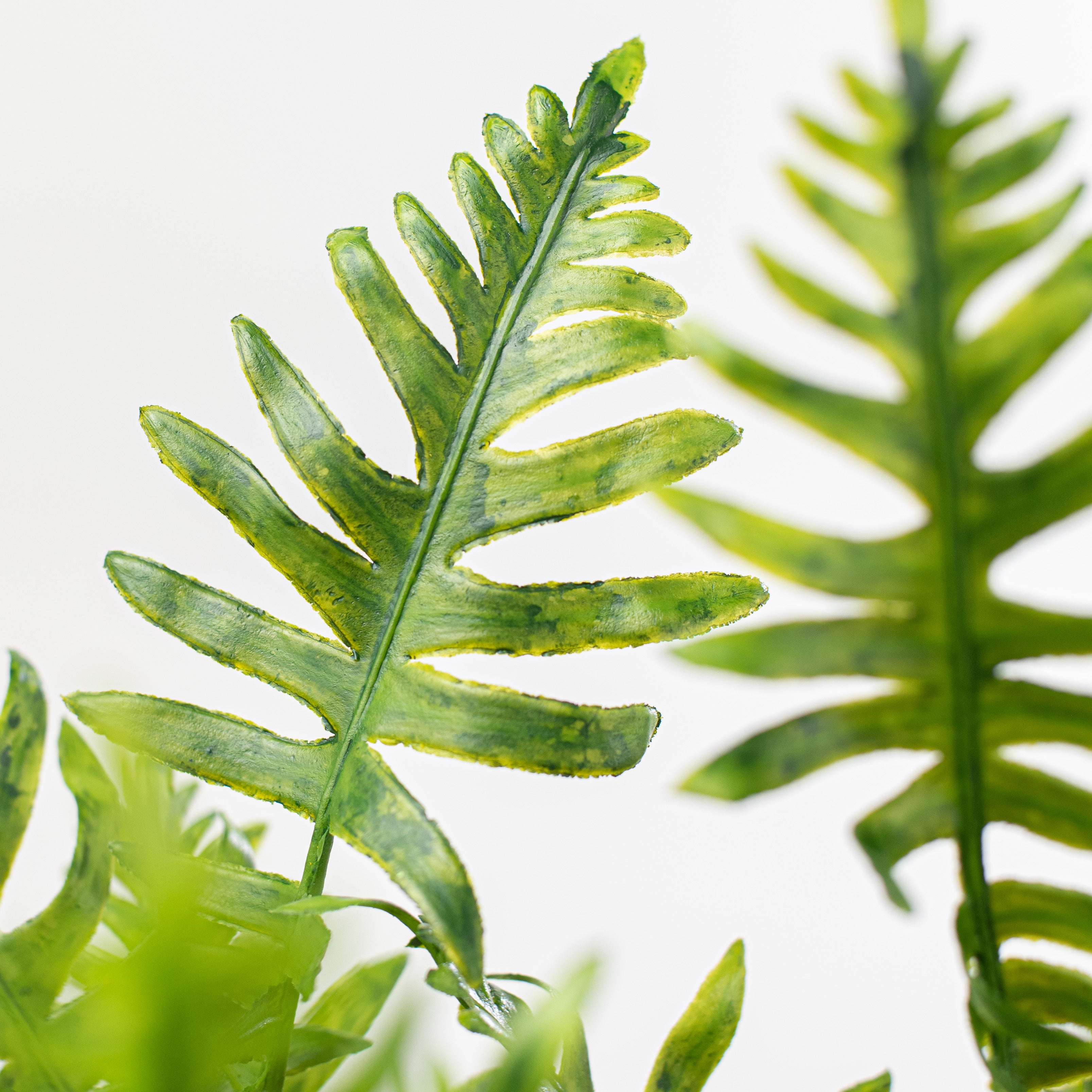 22" Leather Fern Bush Lifestyle Photo