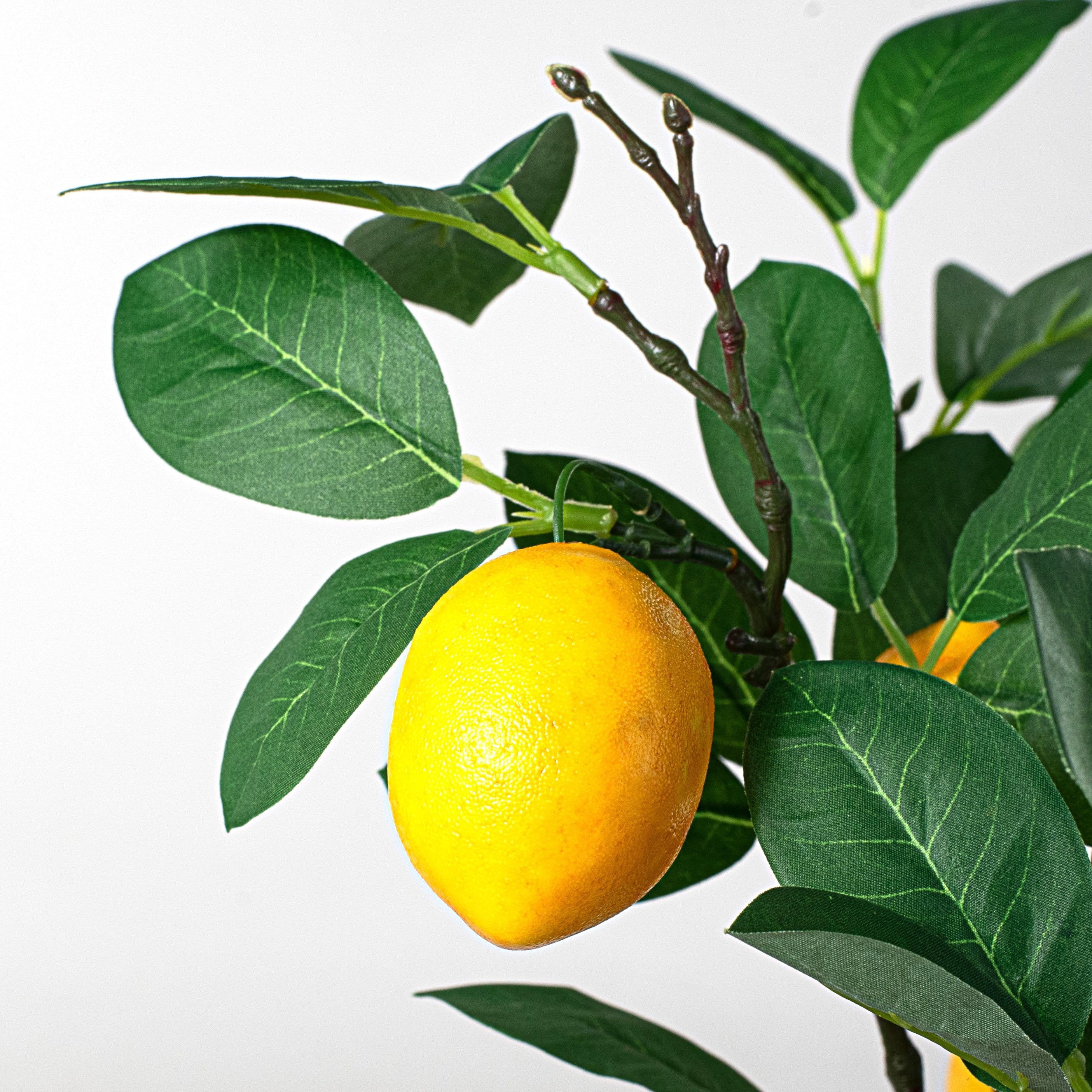 24" Lemon Bush Lifestyle Photo