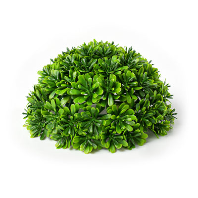6" Boxwood Half Ball