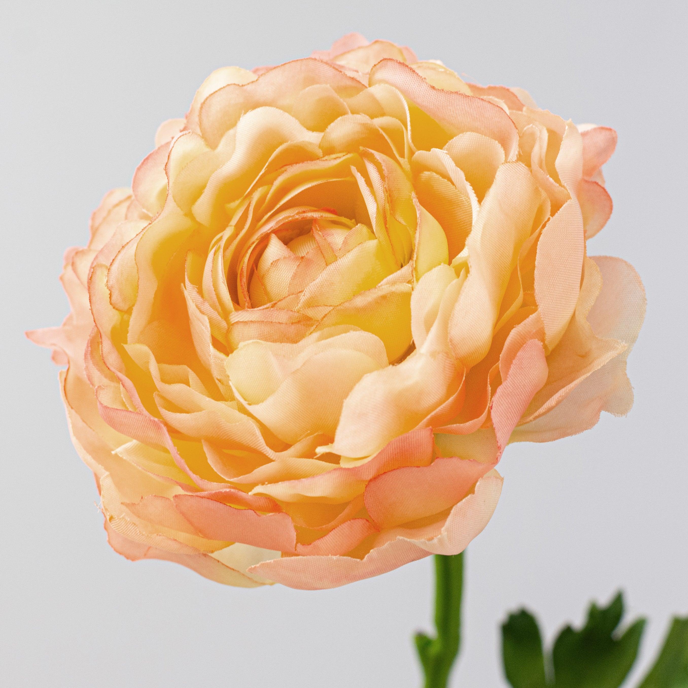 20" Ranunculus Stem: Peach Yellow
