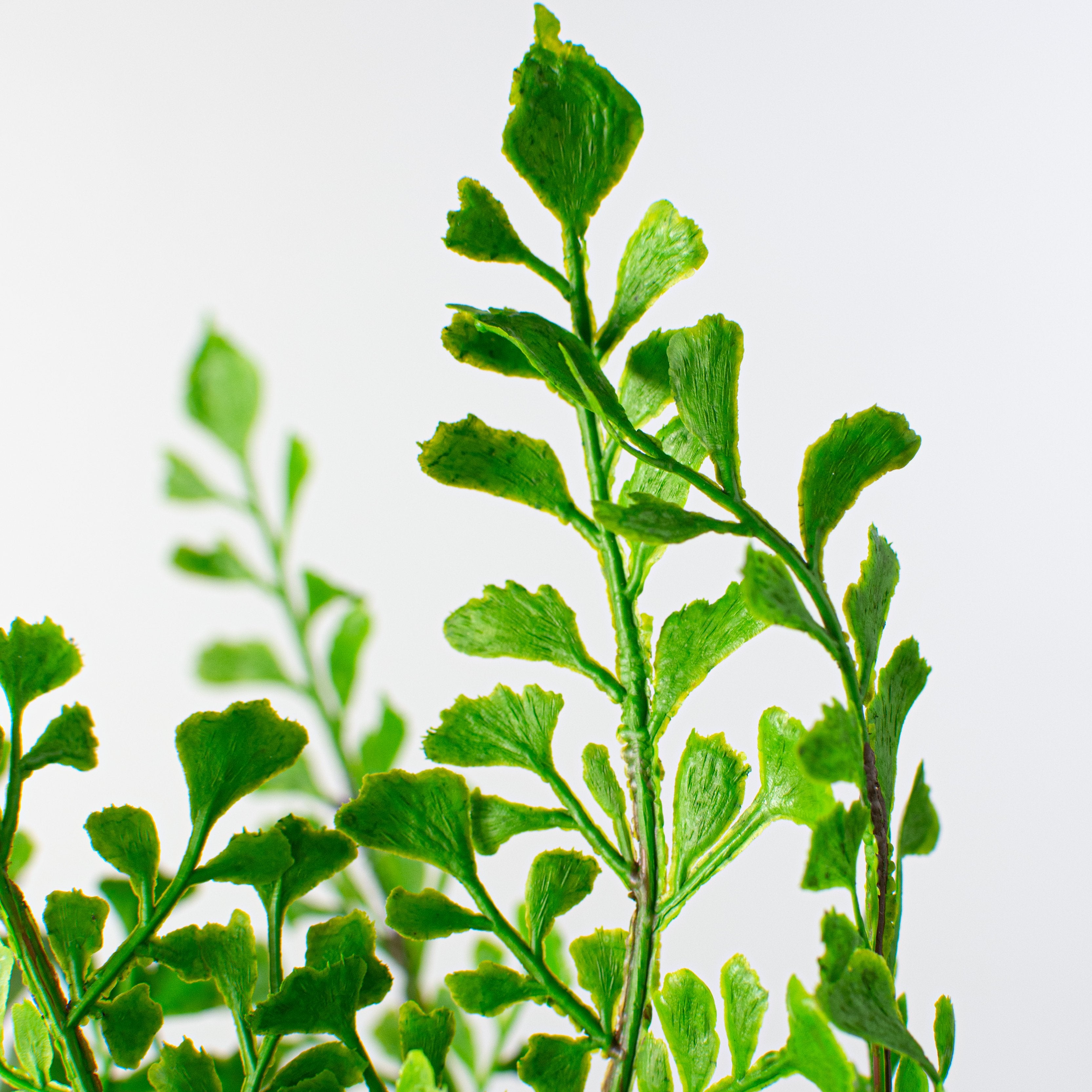 13" Maiden Hair Fern Bush (UV Shield) Lifestyle Photo