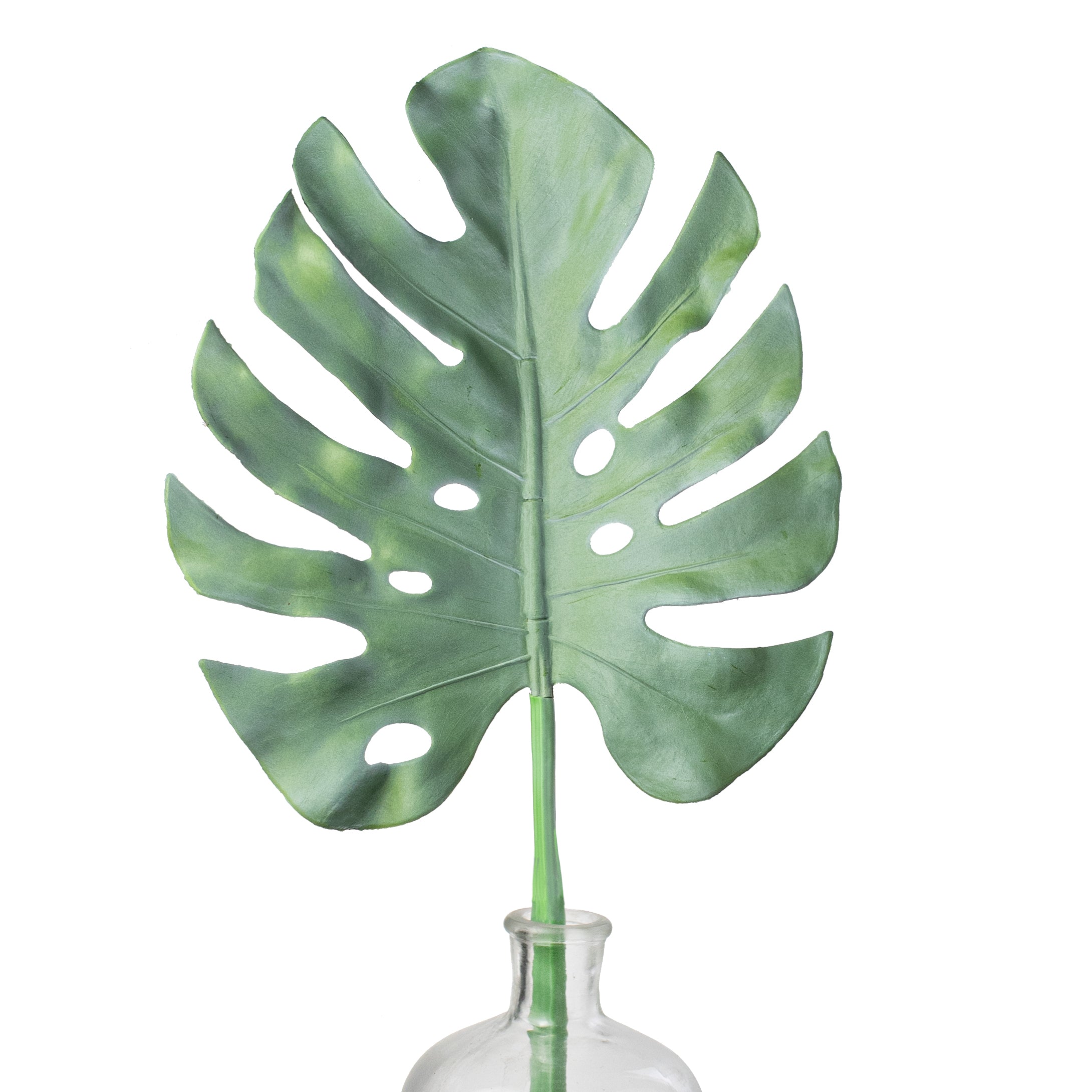 33 Monstera Leaf Stem