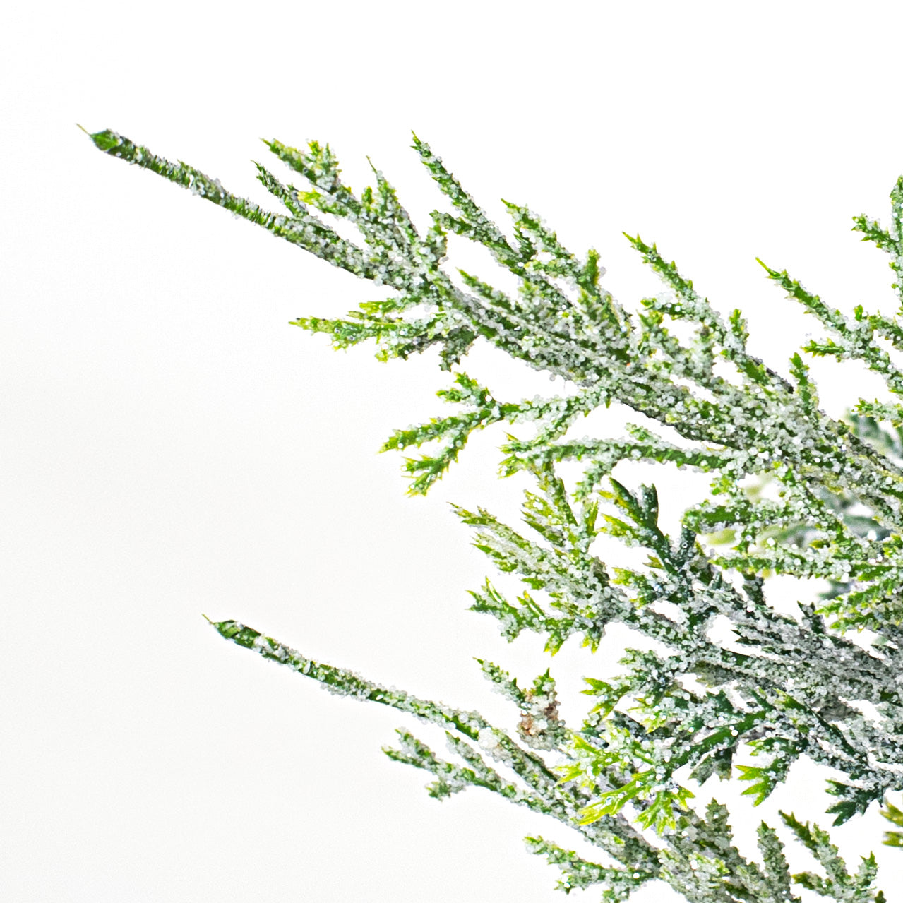 16" Pine Bush Lifestyle Photo
