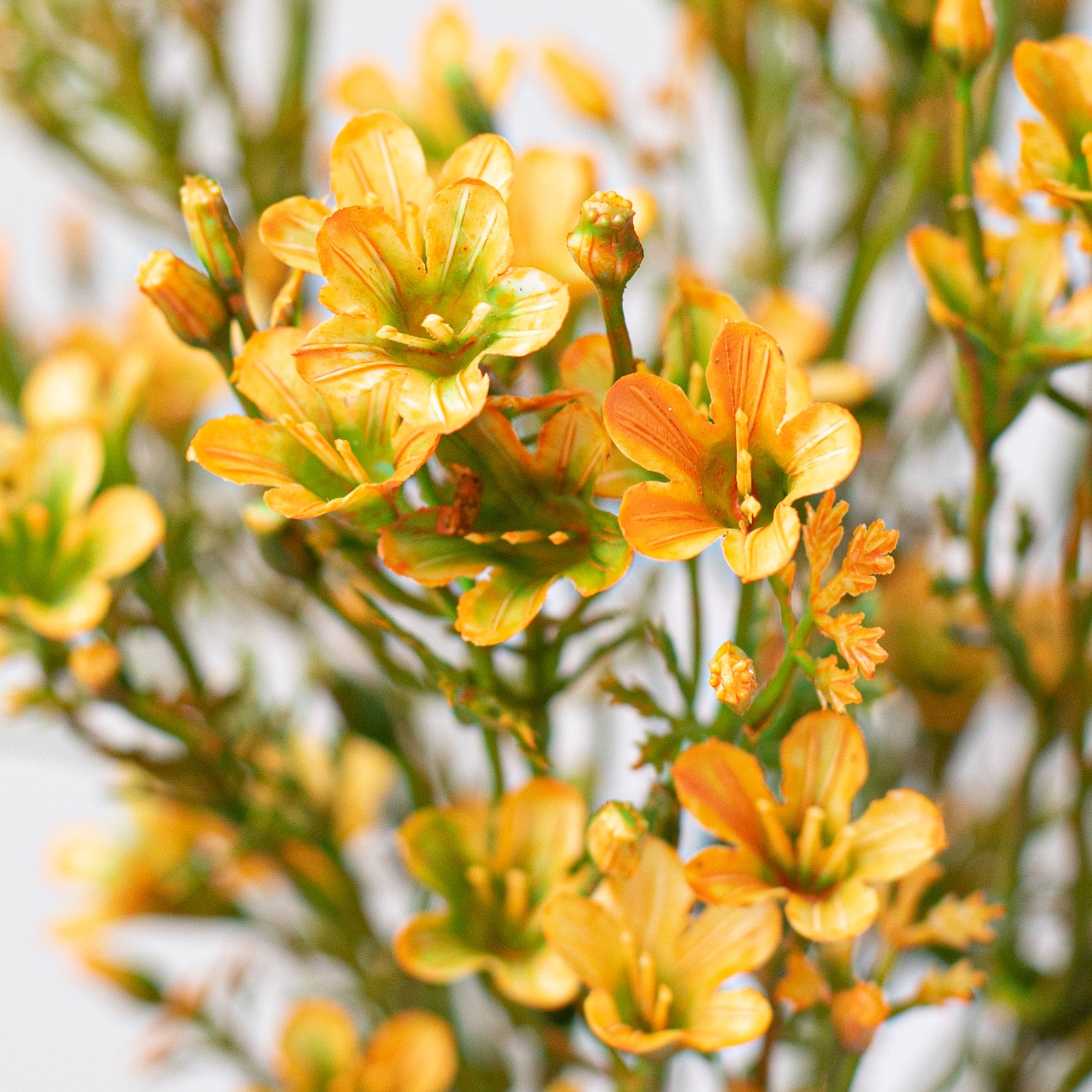 14" Plastic Wax Flower Bush: Yellow Lifestyle Photo