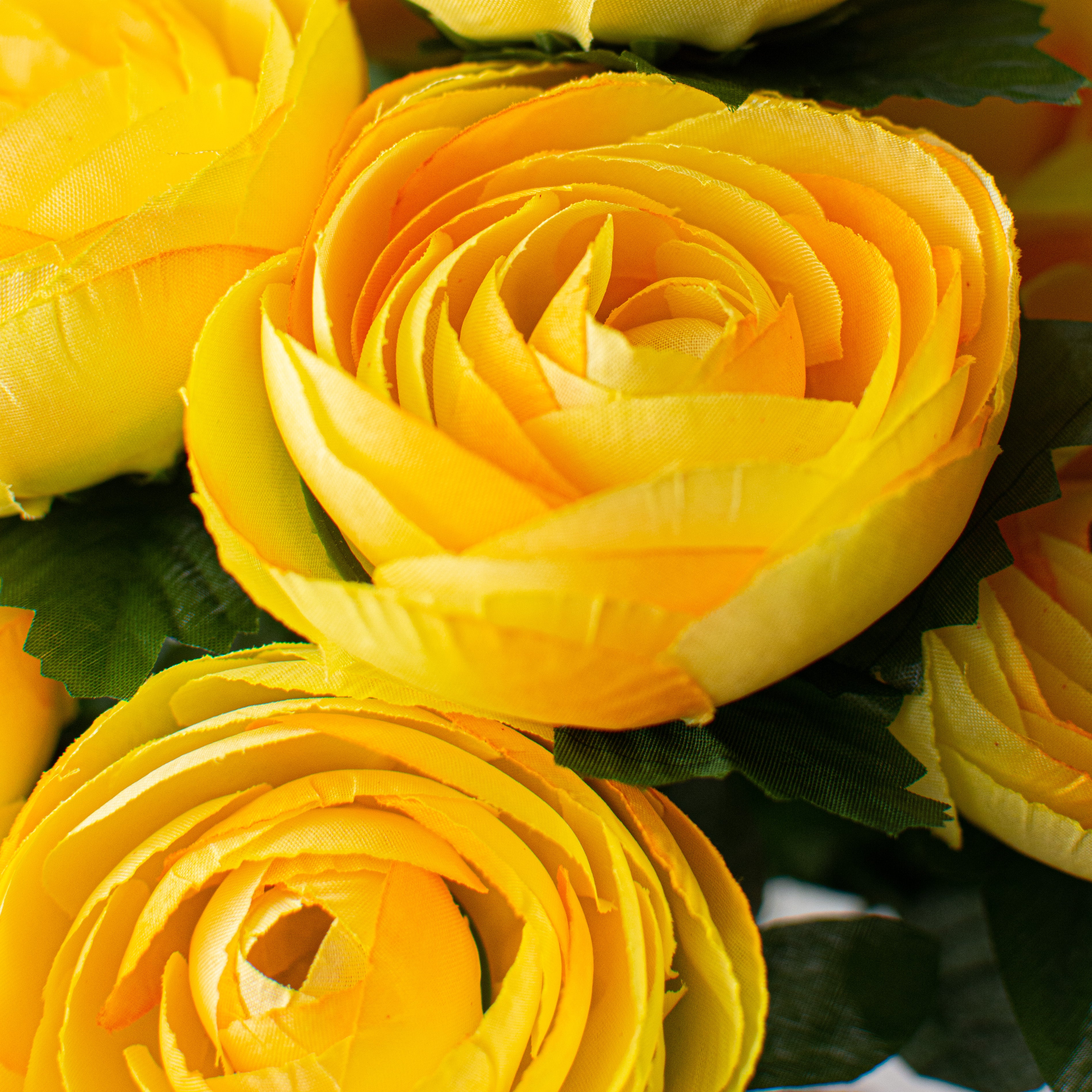 20" Ranunculus Bush: Yellow (12 Stem) Lifestyle Photo