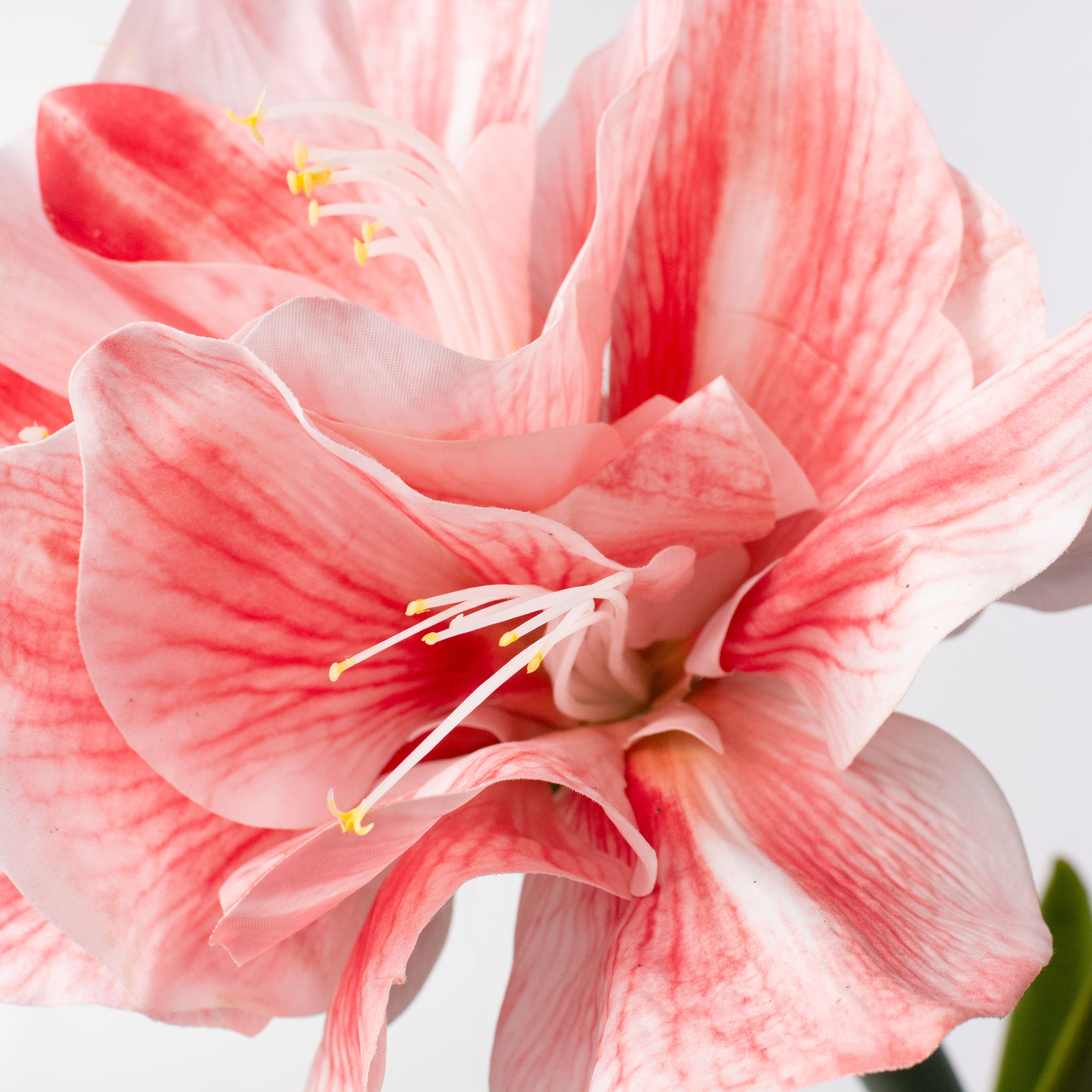 19" Real Touch Amaryllis Bulb Lifestyle Photo