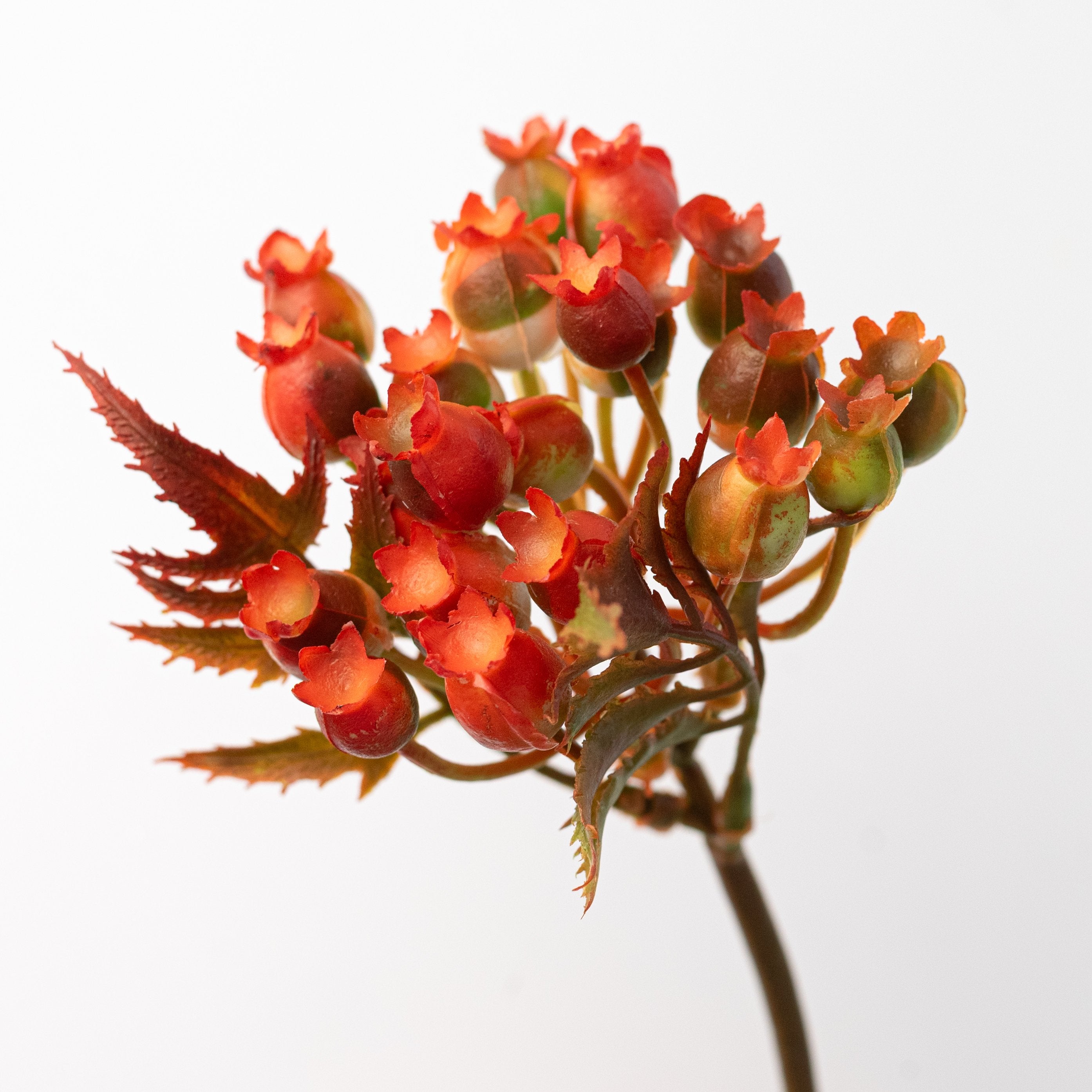 9" Rosehips Bunch Bush: Orange Lifestyle Photo
