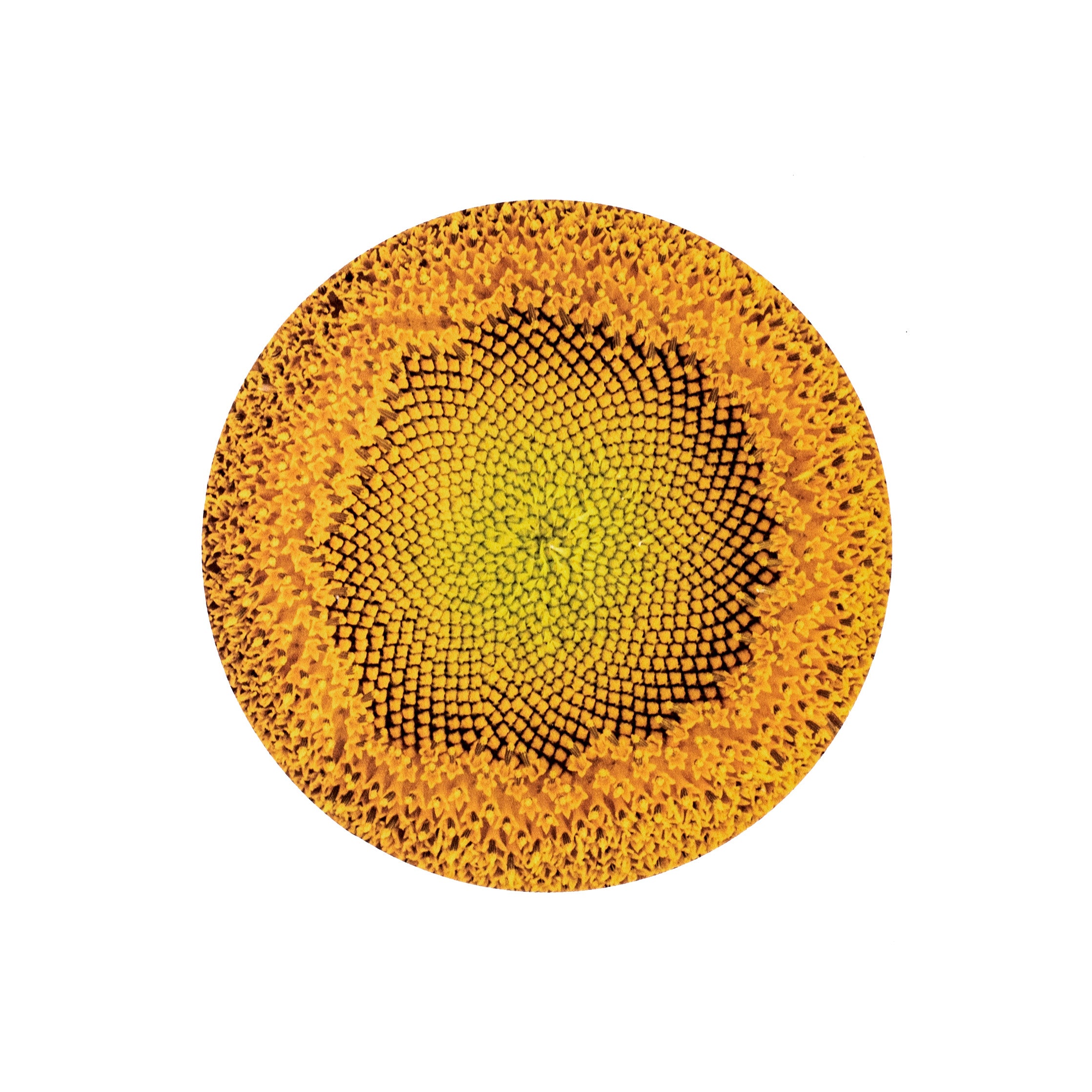 6" Round Waterproof Sunflower Center Item Number: CD0899NH