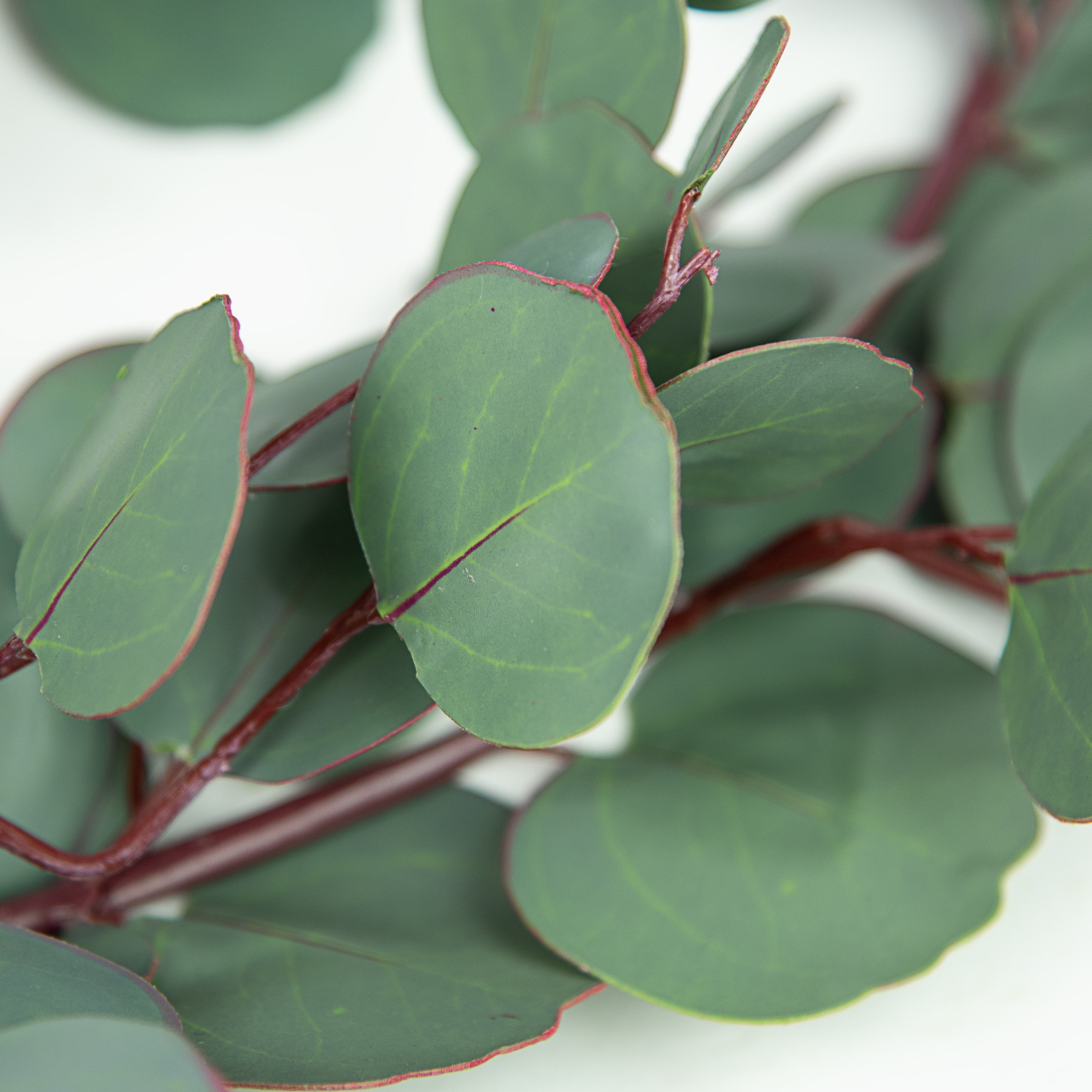 5' Silver Dollar Eucalyptus Garland Lifestyle Photo