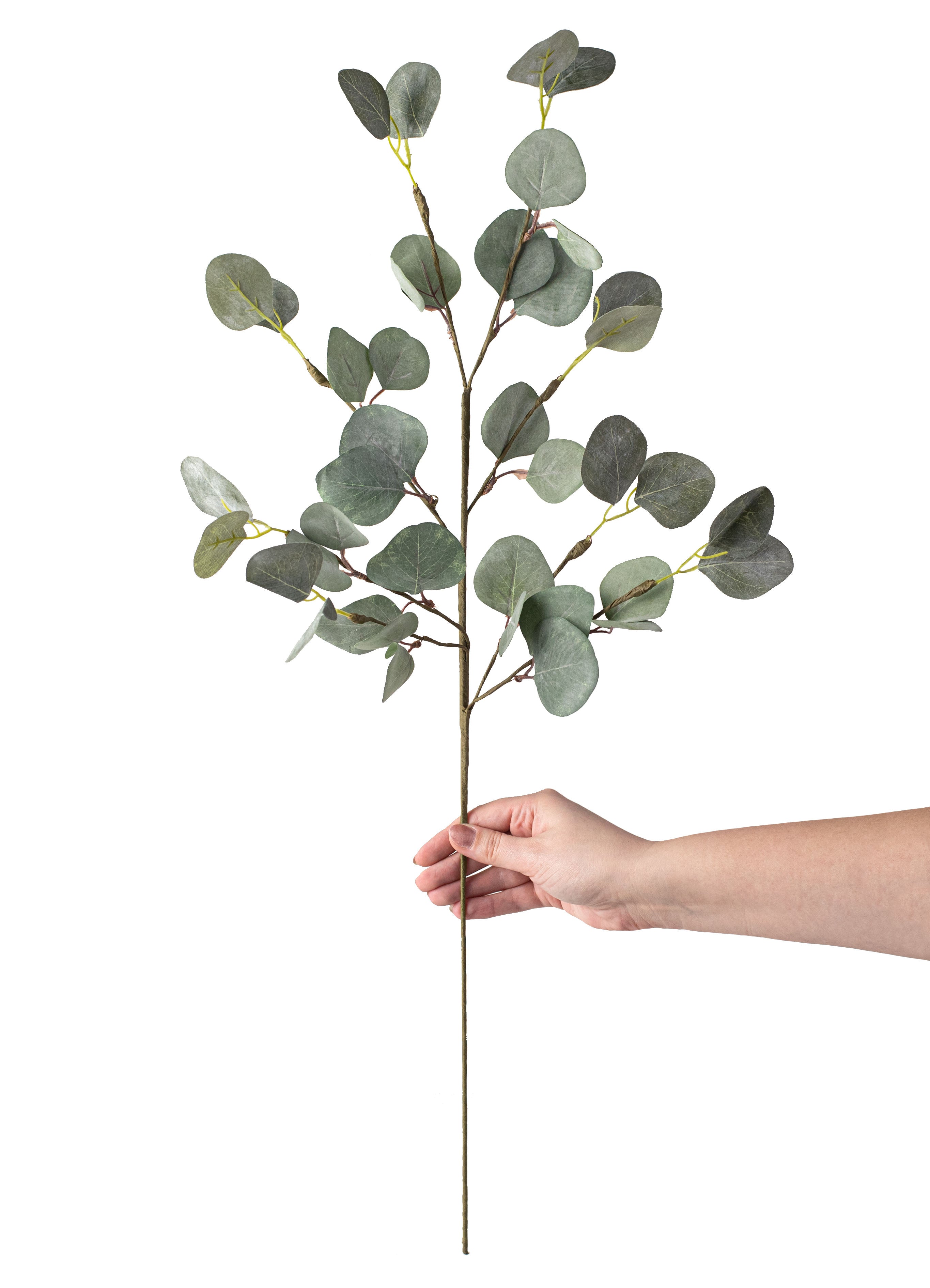 29" Silver Dollar Eucalyptus Spray detail photo 3