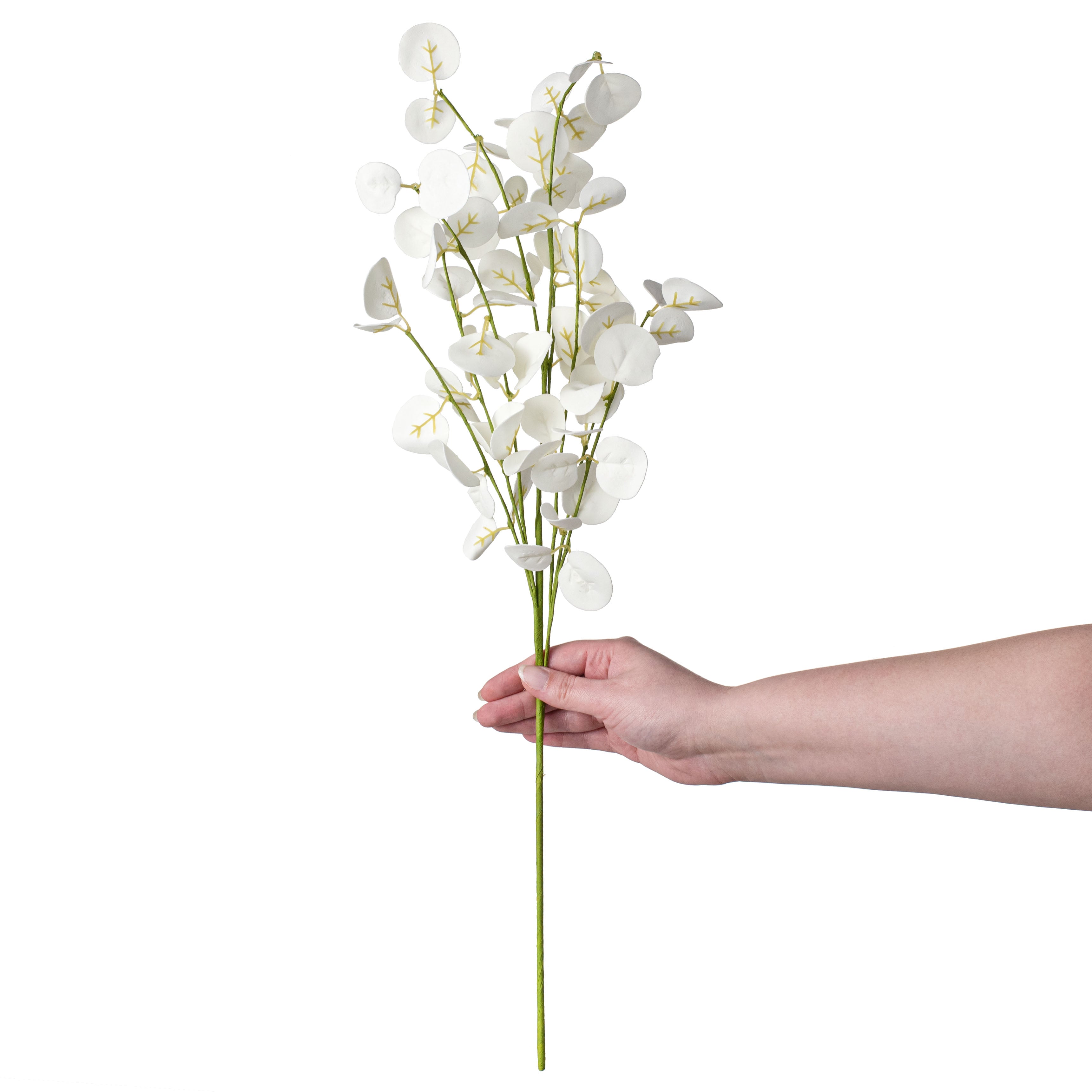 25" Silver Dollar Eucalyptus Spray: White detail photo 3