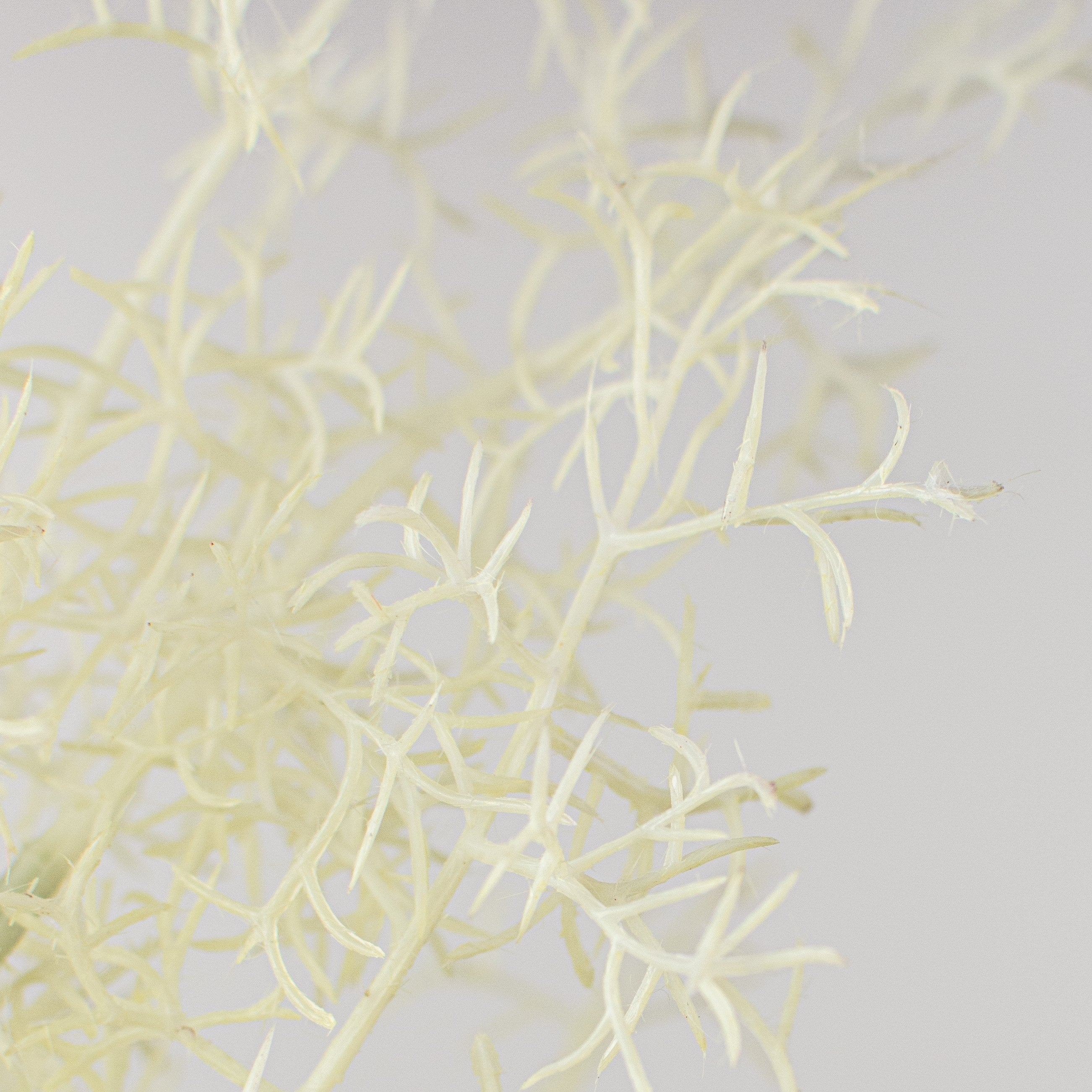 32" Smoke Tree Spray: Cream Lifestyle Photo