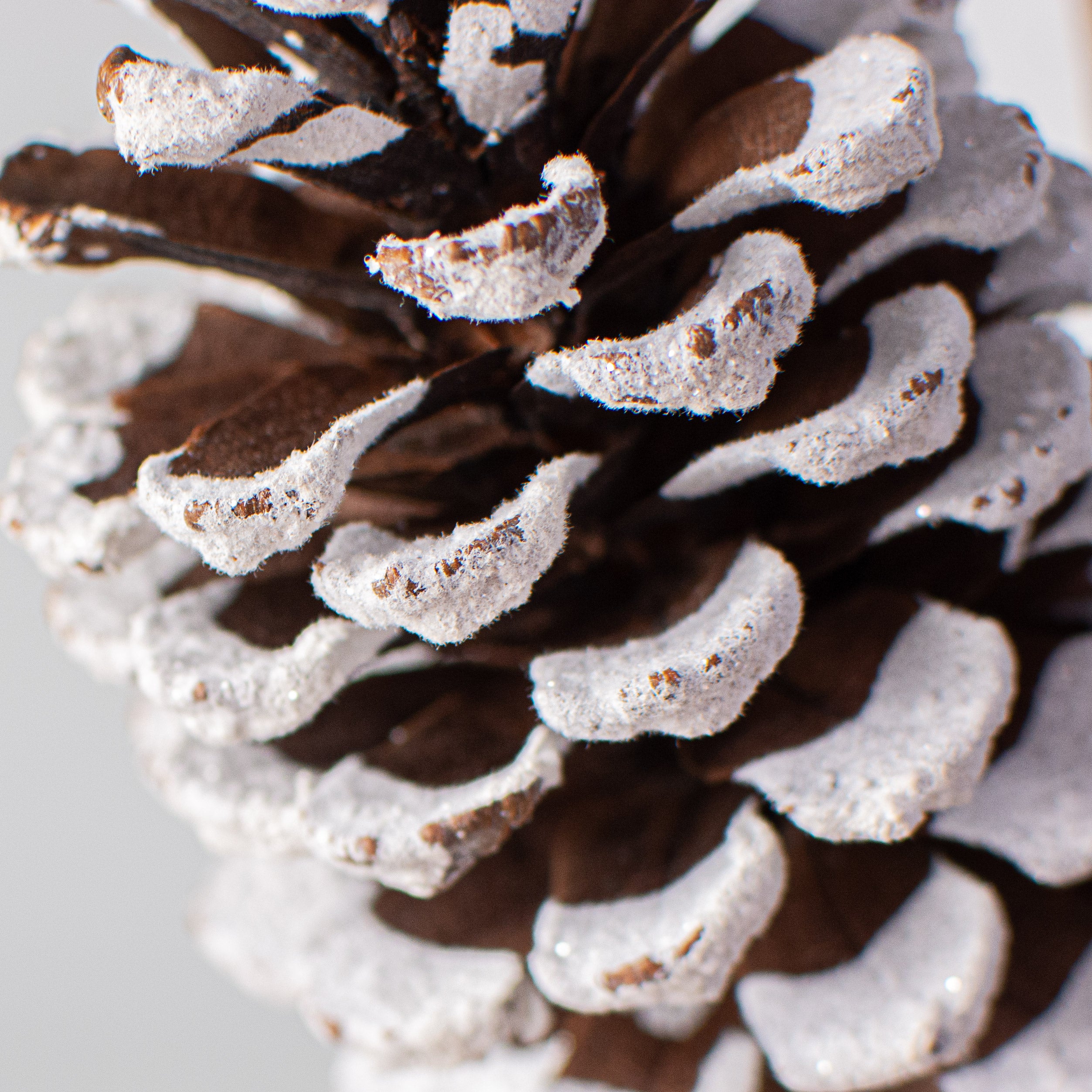 24" Snow Pinecone Spray Lifestyle Photo