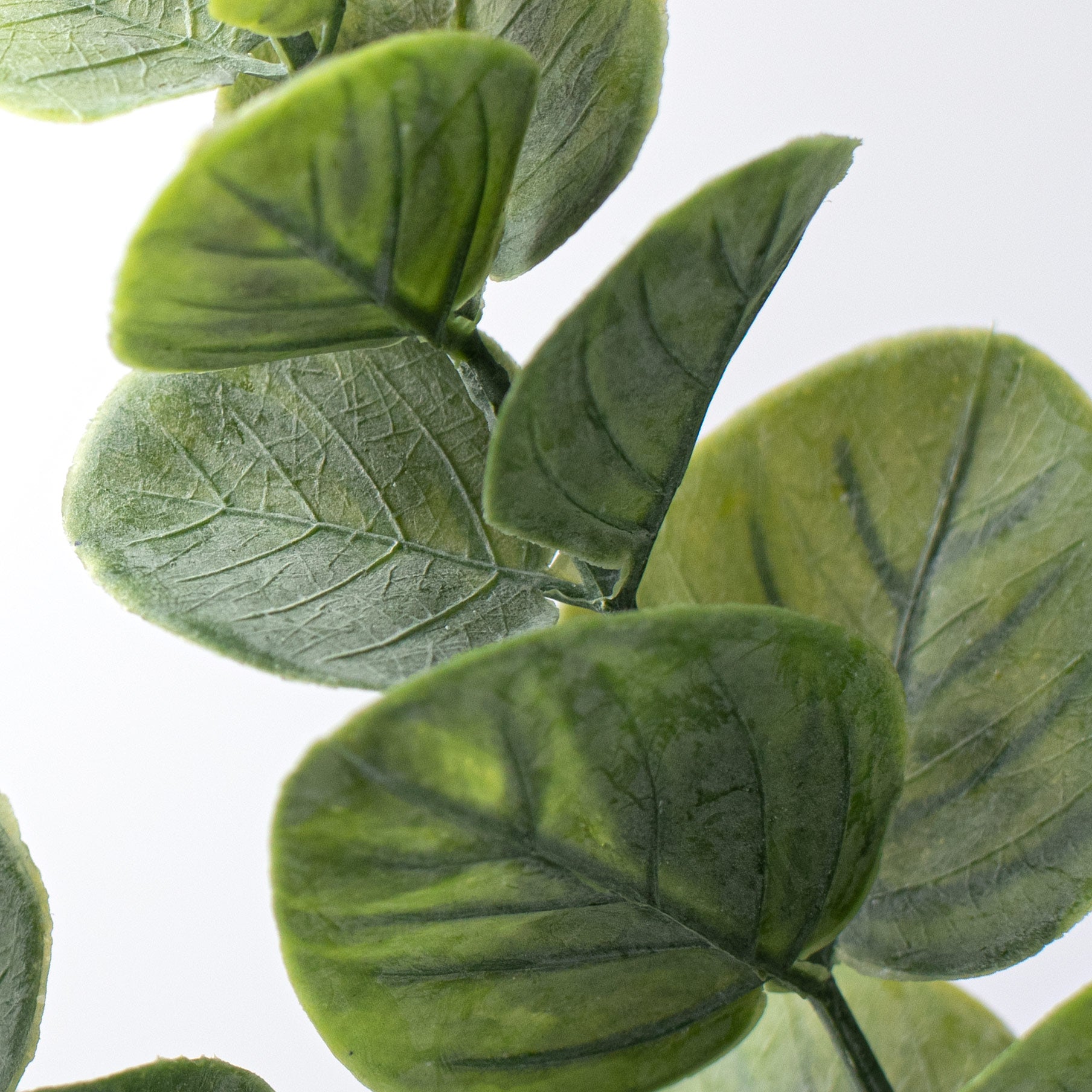 24" Spiral Eucalyptus Spray: Two-Tone Green Lifestyle Photo