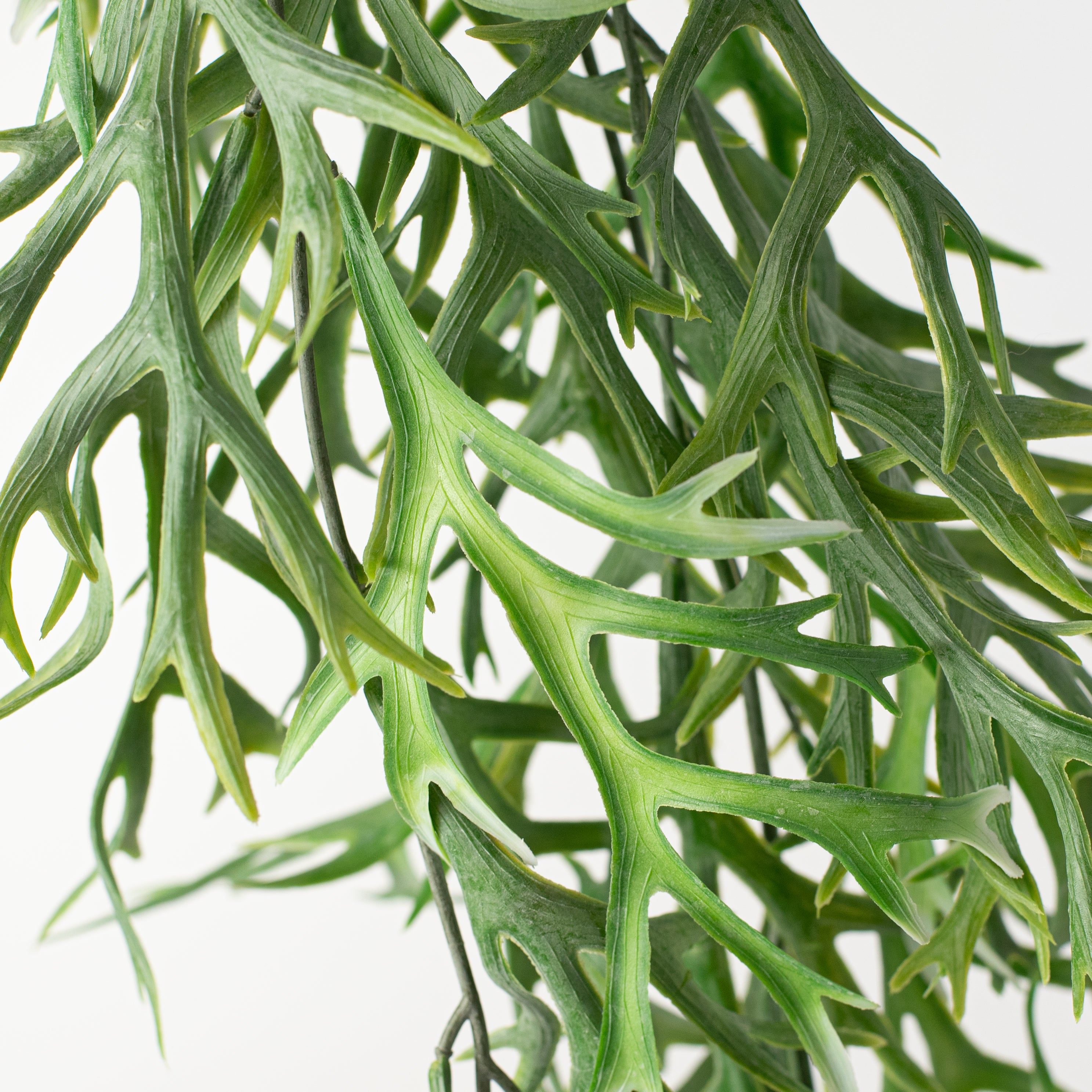 30" Staghorn Fern Hanging Leaf Spray Lifestyle Photo