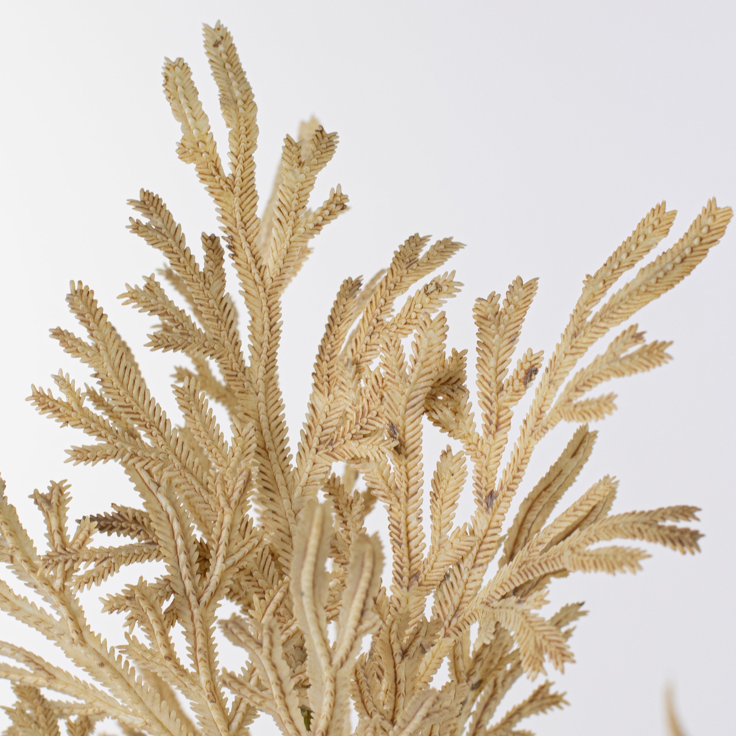 15" Staghorn Leaf Bundle: Dark Beige Lifestyle Photo