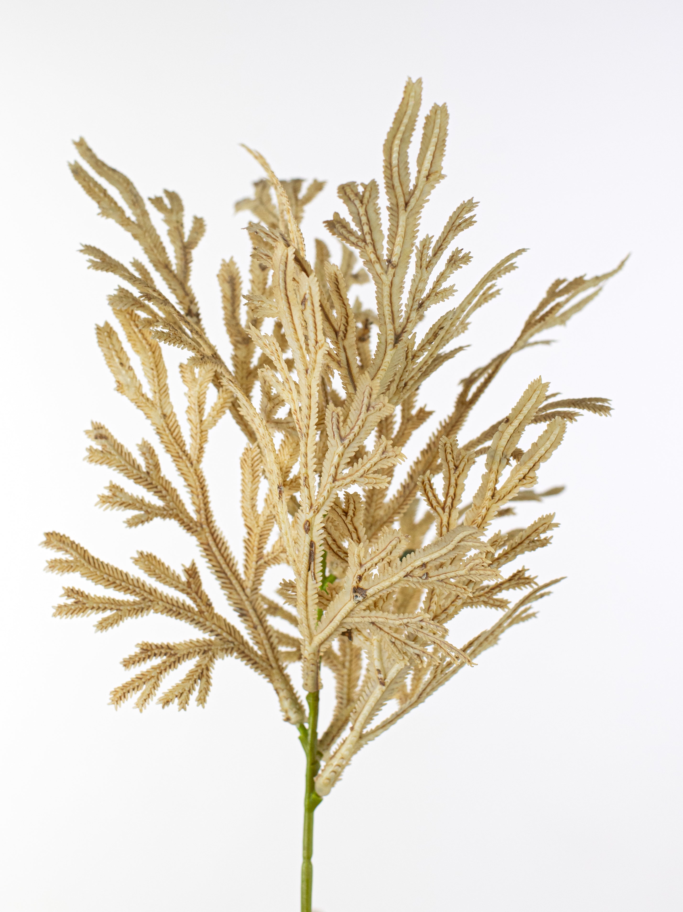 15" Staghorn Leaf Bundle: Dark Beige detail photo 4