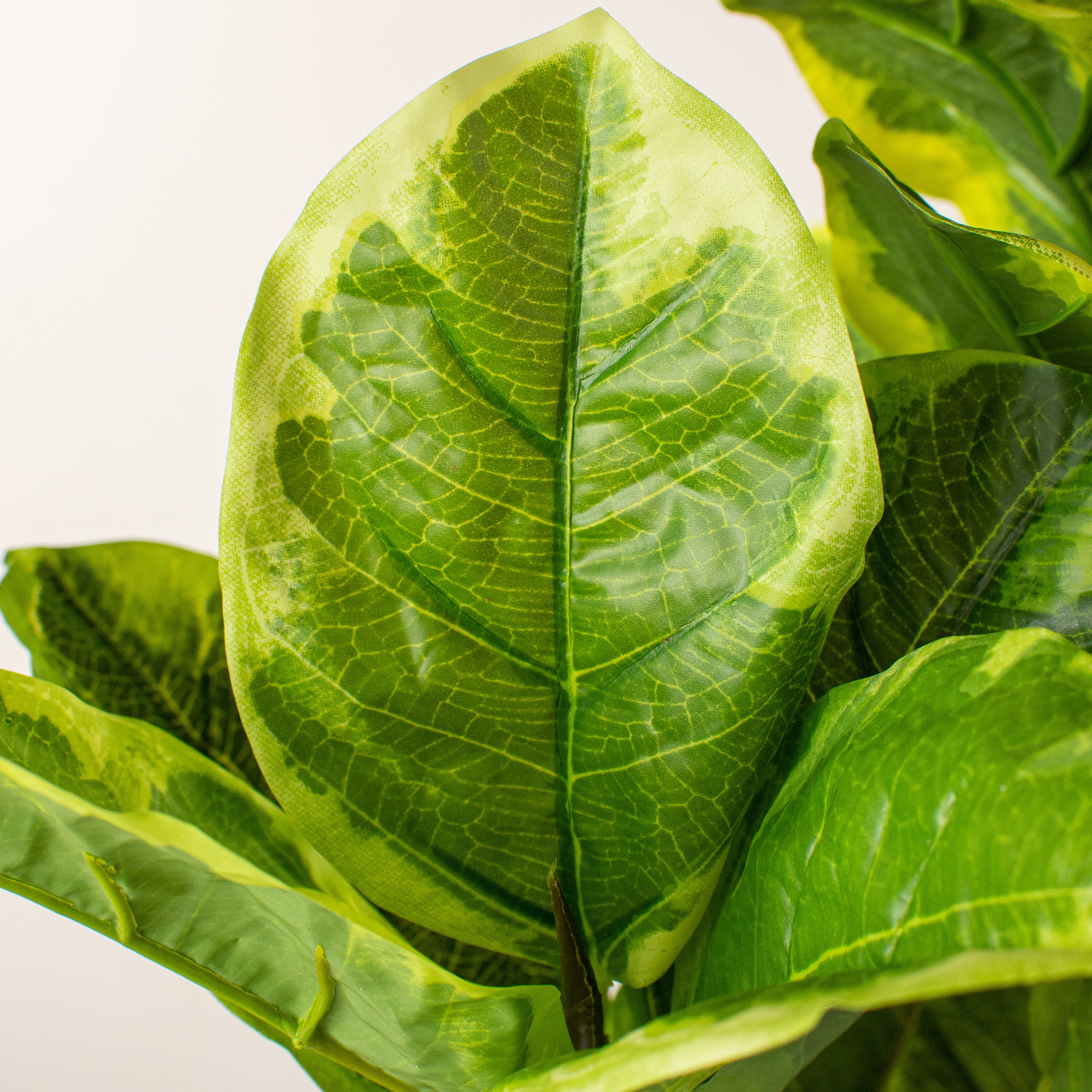 22" Variegated Fiddle Leaf Fig Bush Lifestyle Photo