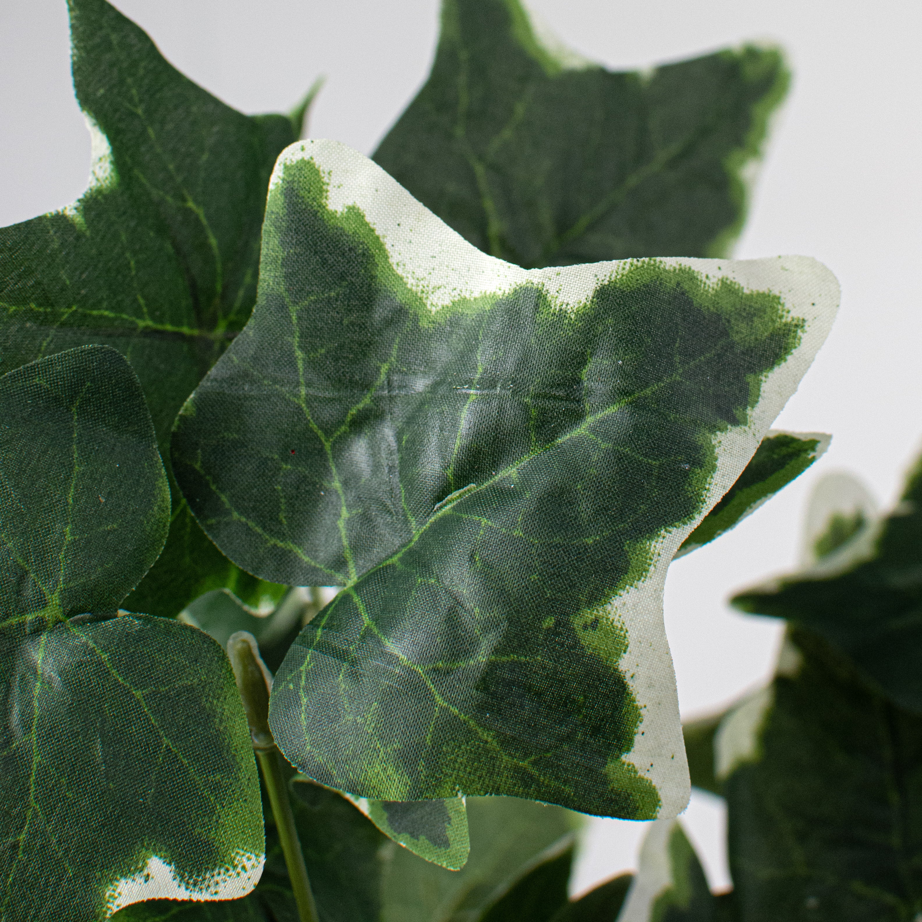 16" Variegated Ivy Bush Lifestyle Photo