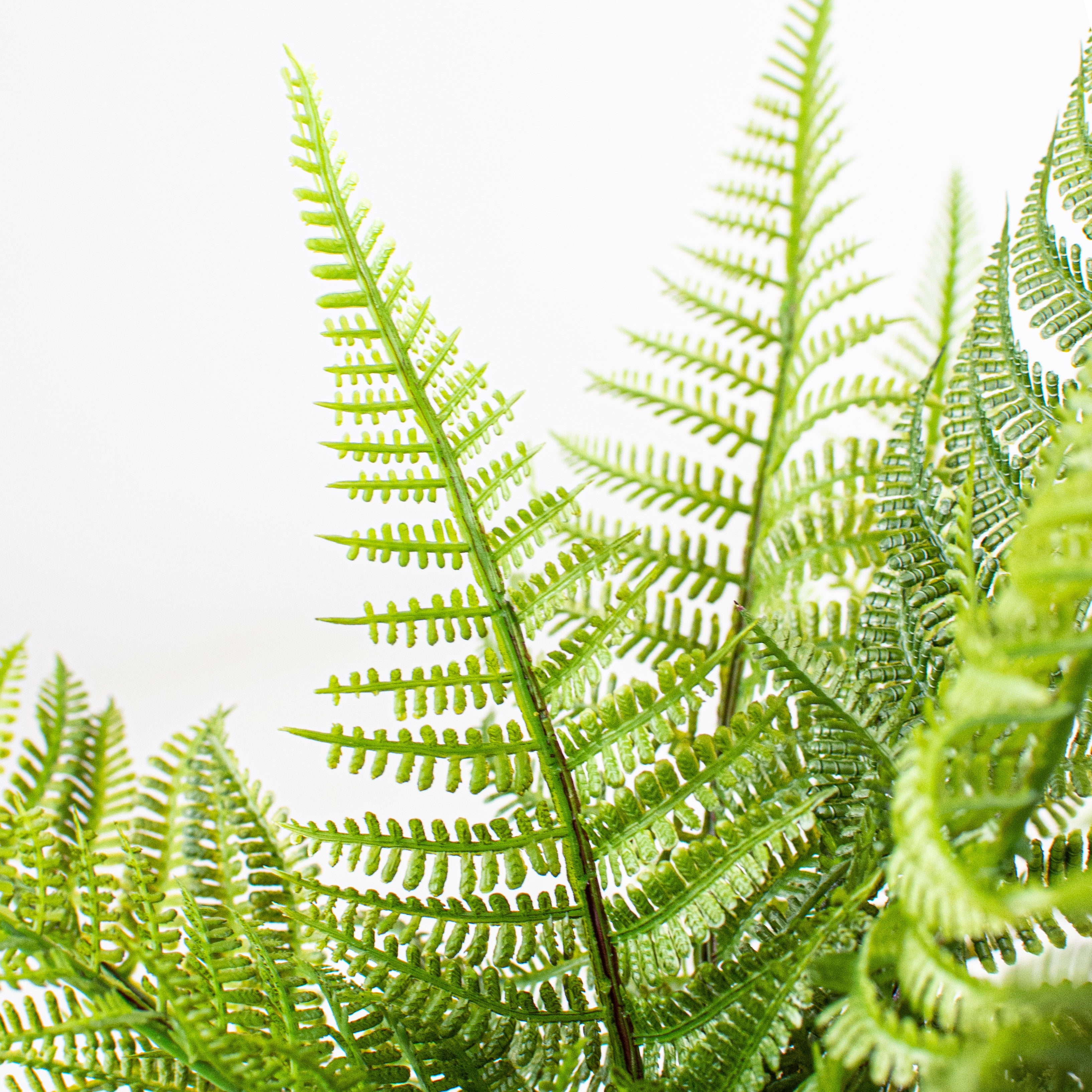 14" Wild Fern Bush Lifestyle Photo