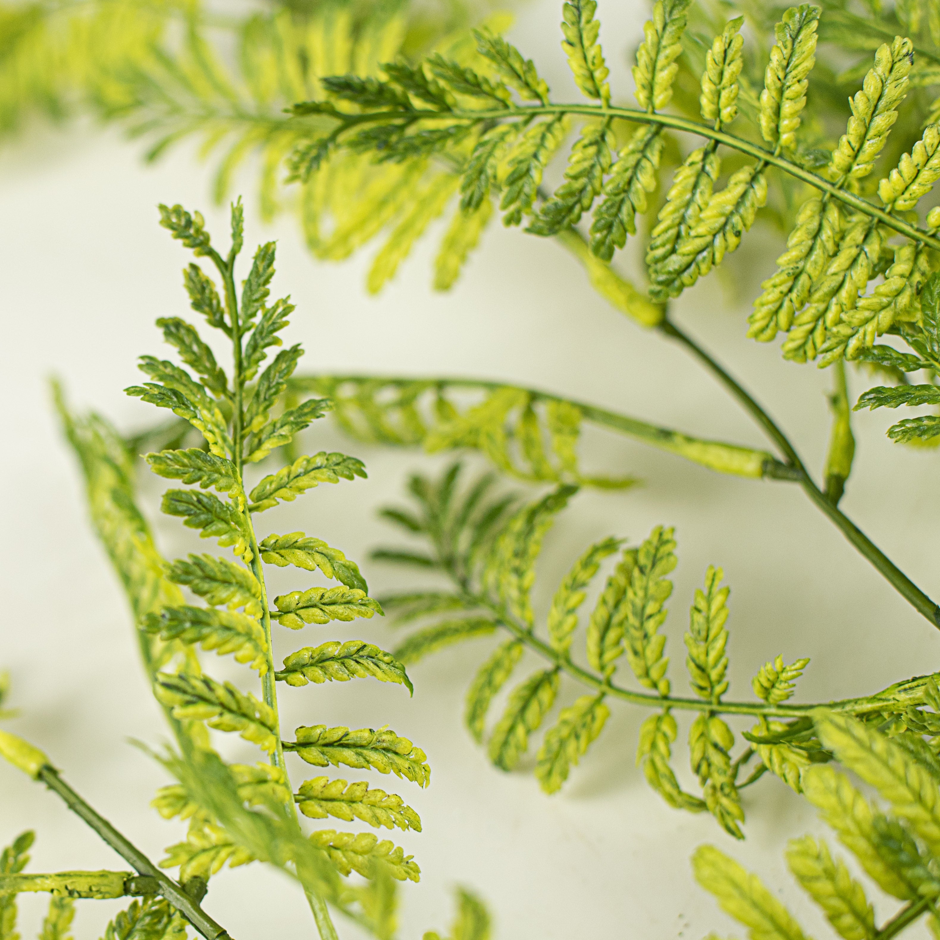 34" Wood Fern Hanging Bush detail photo 3