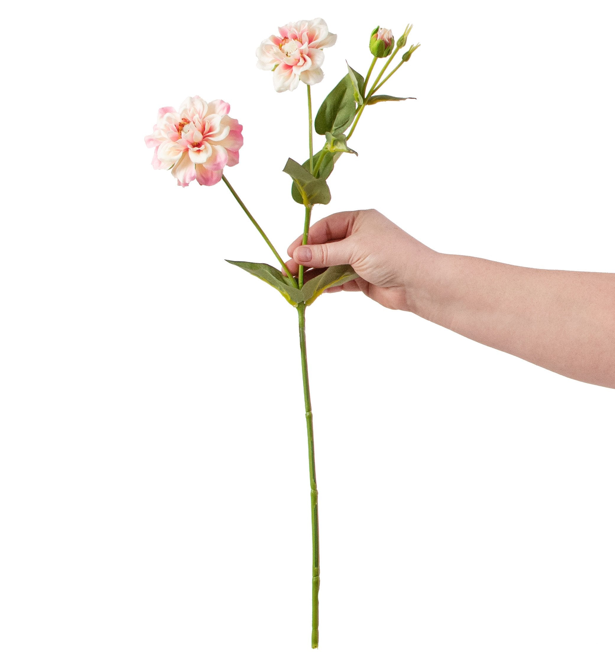 24" Zinnia Queen Spray: Pink detail photo 3