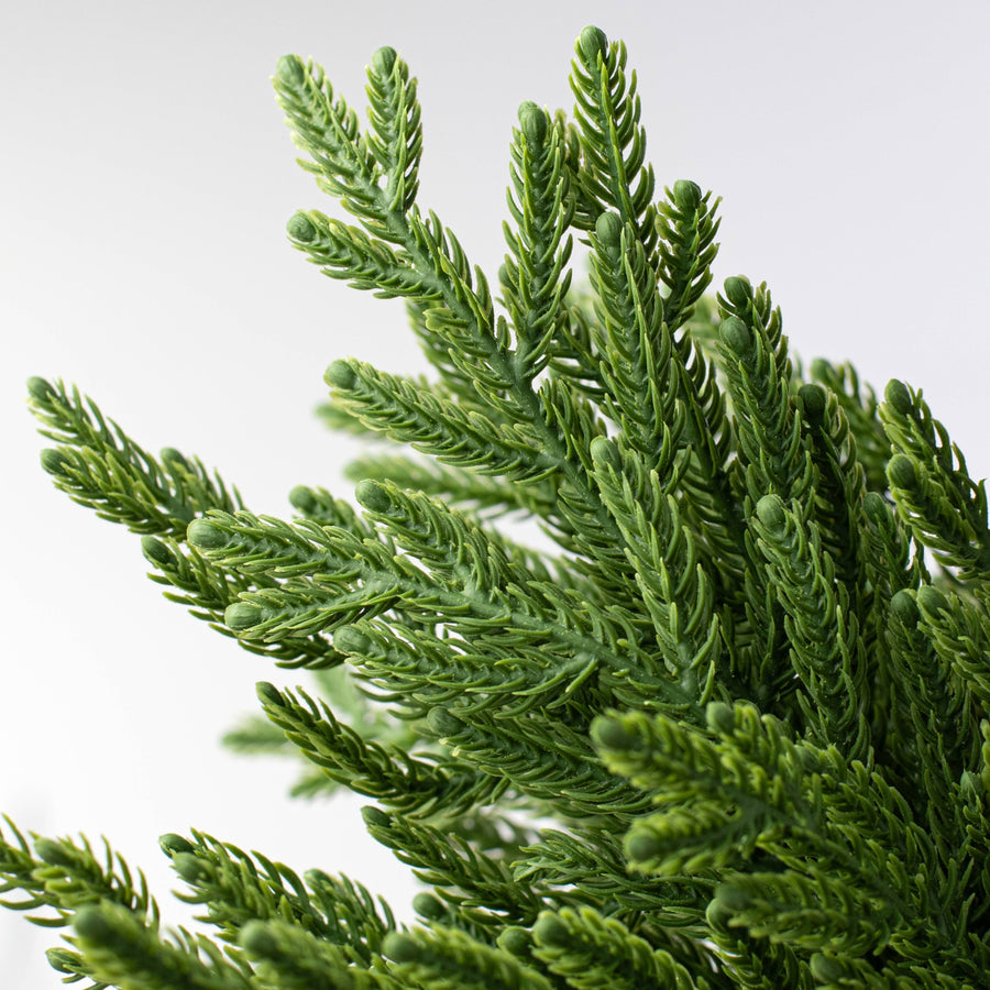18" Norfolk Pine Spray Bundle: Dark Green