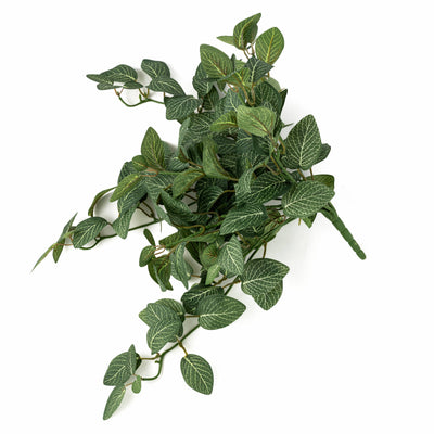 15" Hanging Fittonia Bush (139 Leaves)