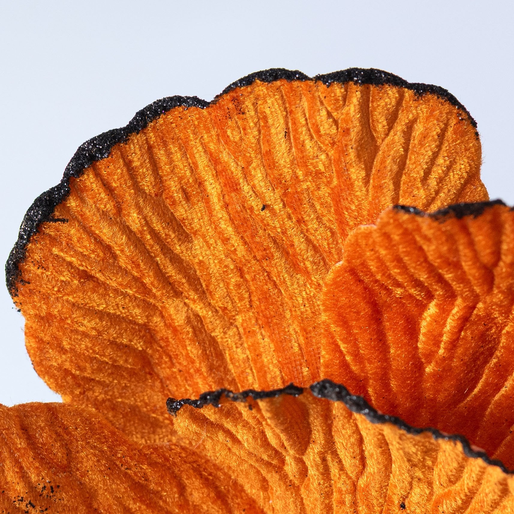 9" x 11" Fantasy Flower Pick: Orange & Black Lifestyle Photo