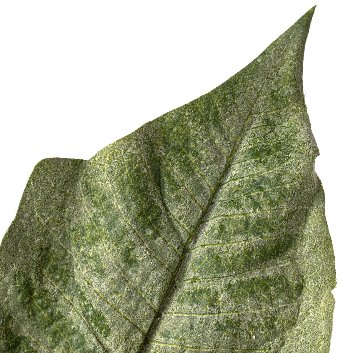 15" Deluxe Artificial Poinsettia Pick: White & Green detail photo 4