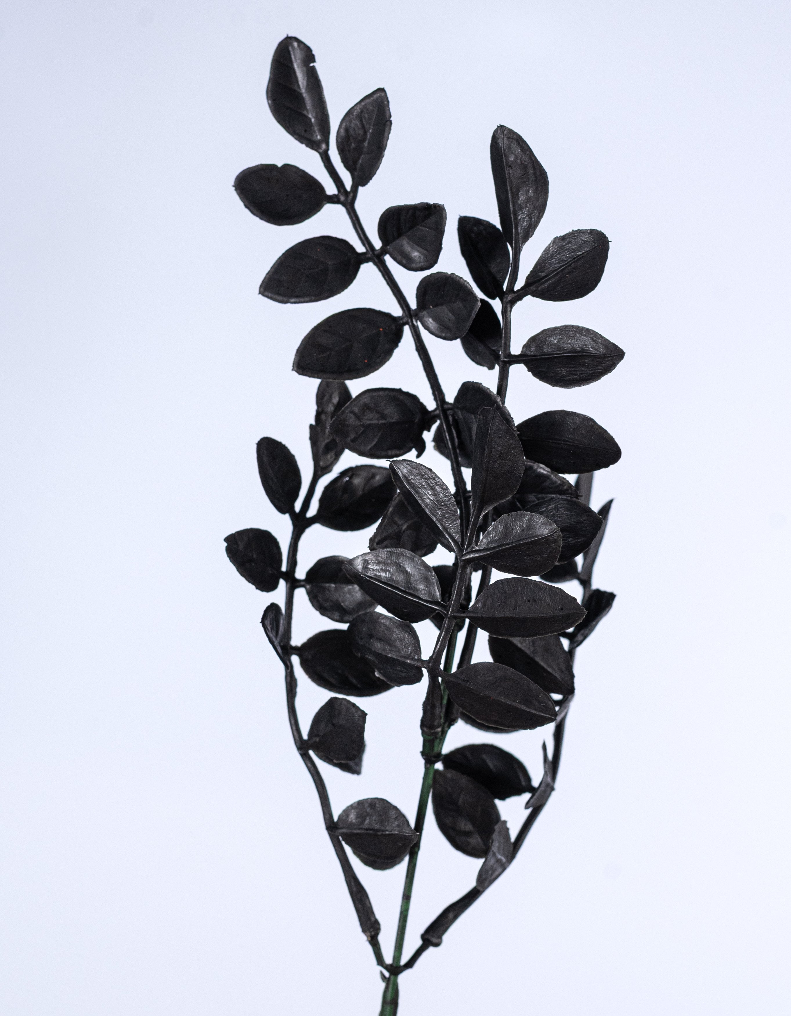 15" Plastic Wisteria Leaves Bush: Black (5 Stem) detail photo 4