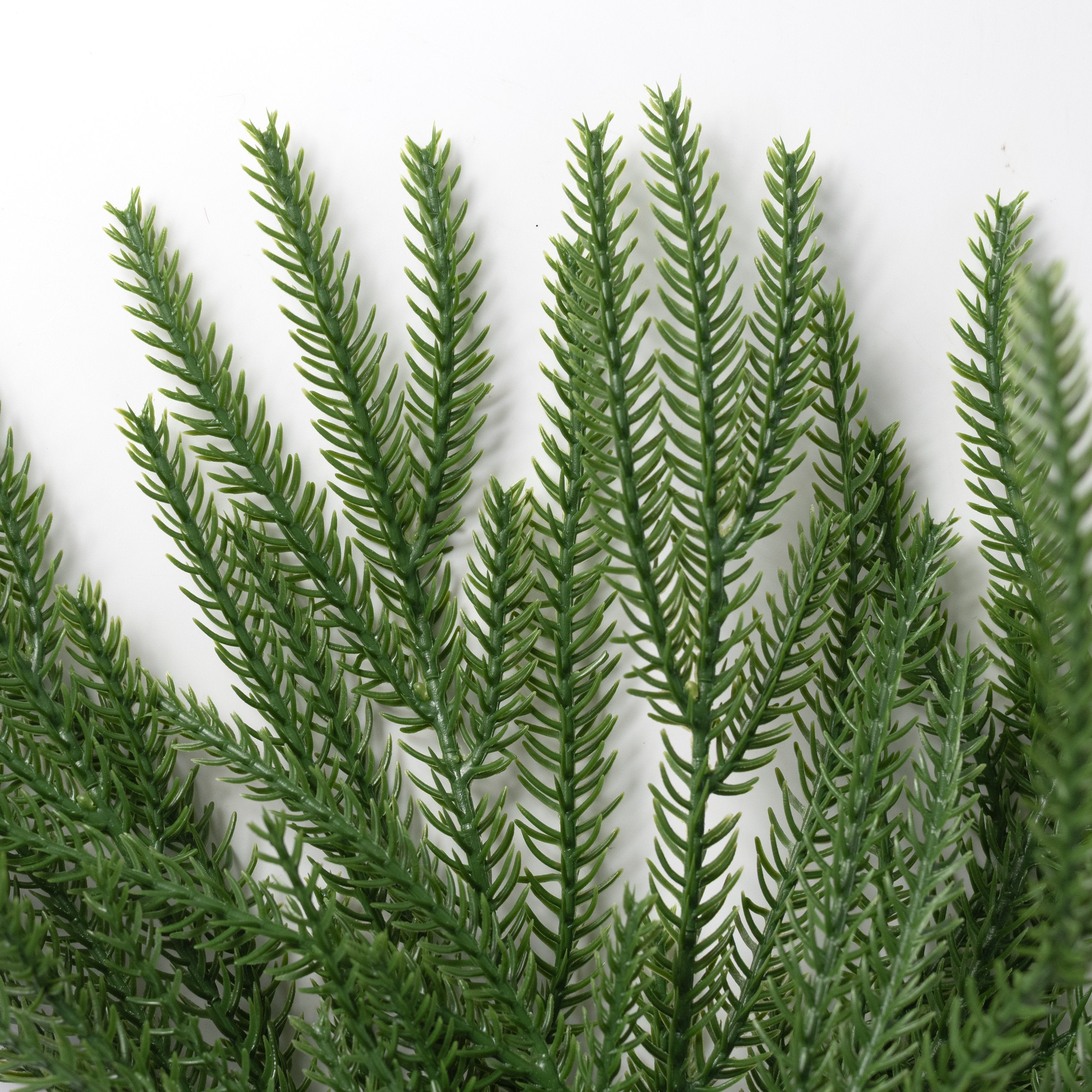 15" Soft Touch Norfolk Pine Bush: Evergreen Lifestyle Photo