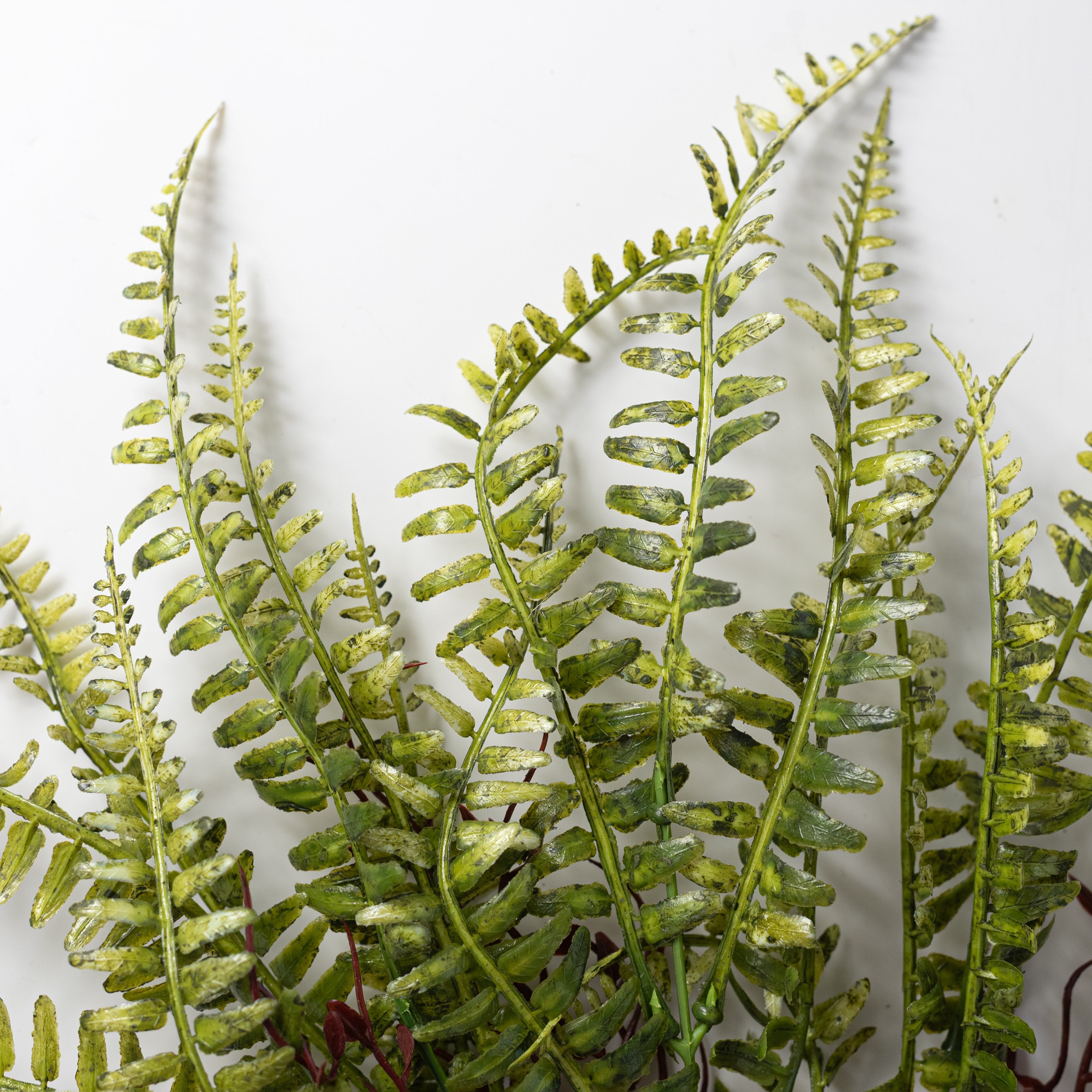17" Fern with Vines Bush: Variegated Green Lifestyle Photo