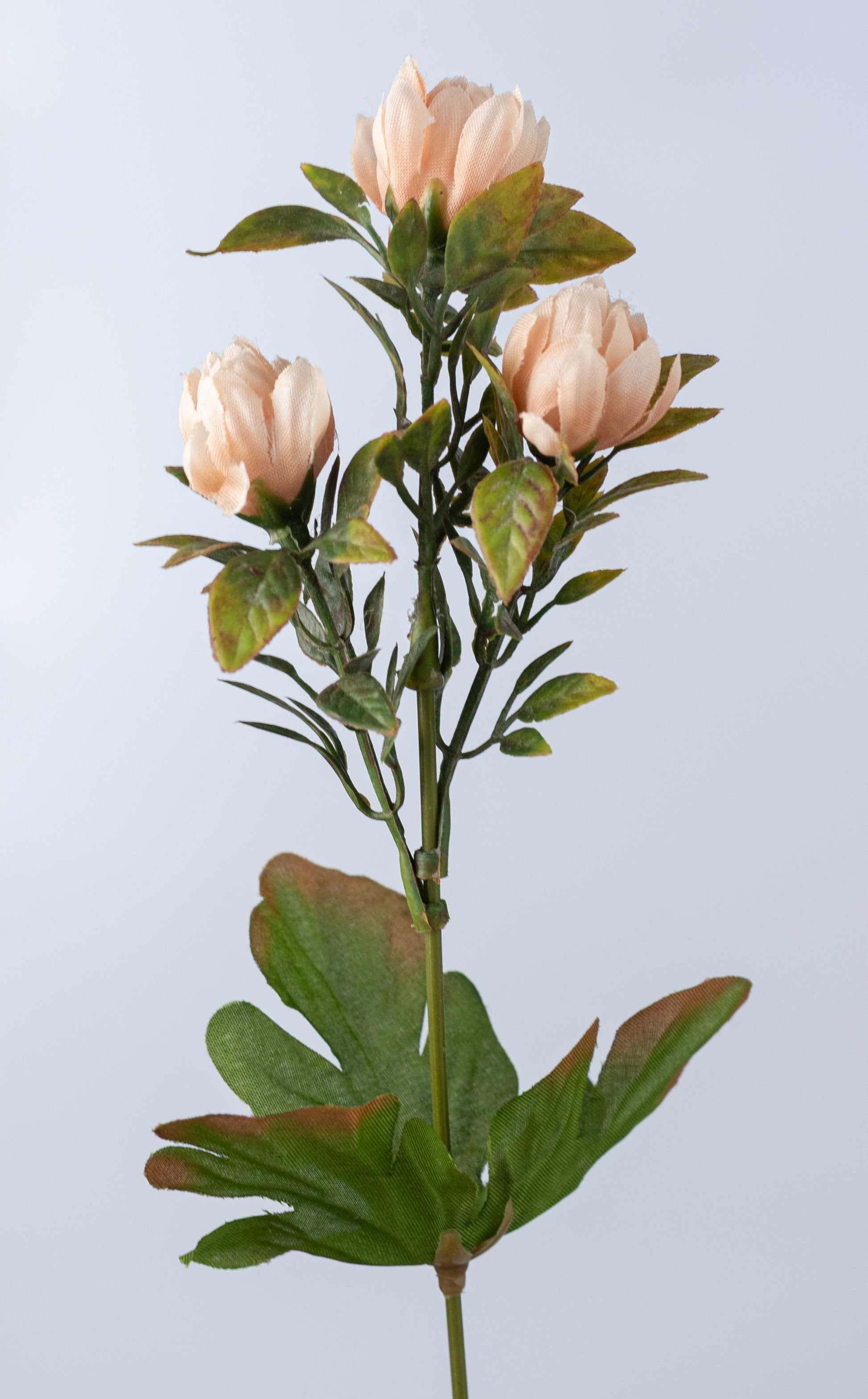 17" Zinnia Bush: Beige (12 Stem) detail photo 5