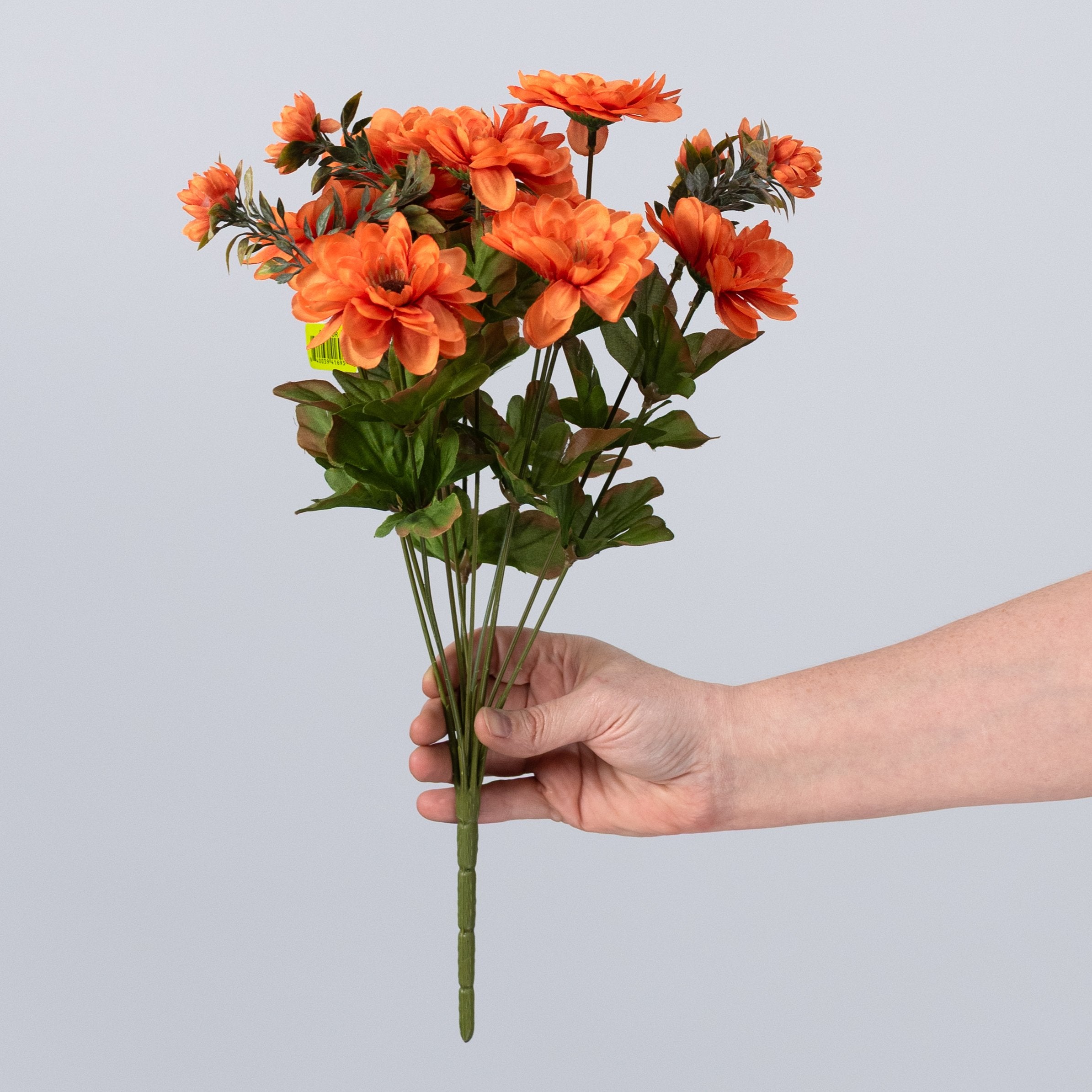 17" Zinnia Bush: Orange (12 Stem) detail photo 3